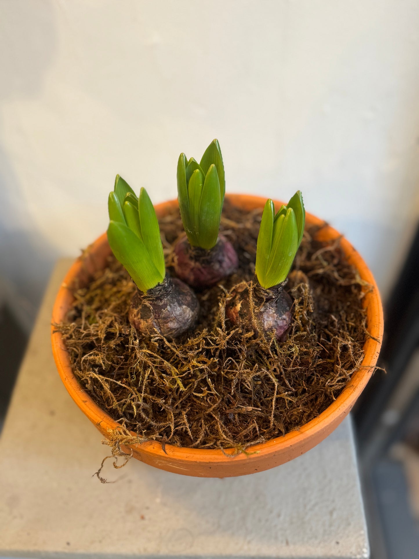 Bulbs in terracotta pots. Hyacinths or Tete a Tete