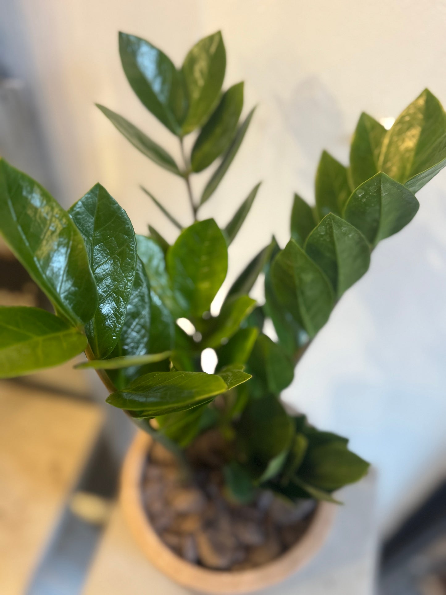 Zamioculcas Zamiifolia ZZ Plant in gray stone pot