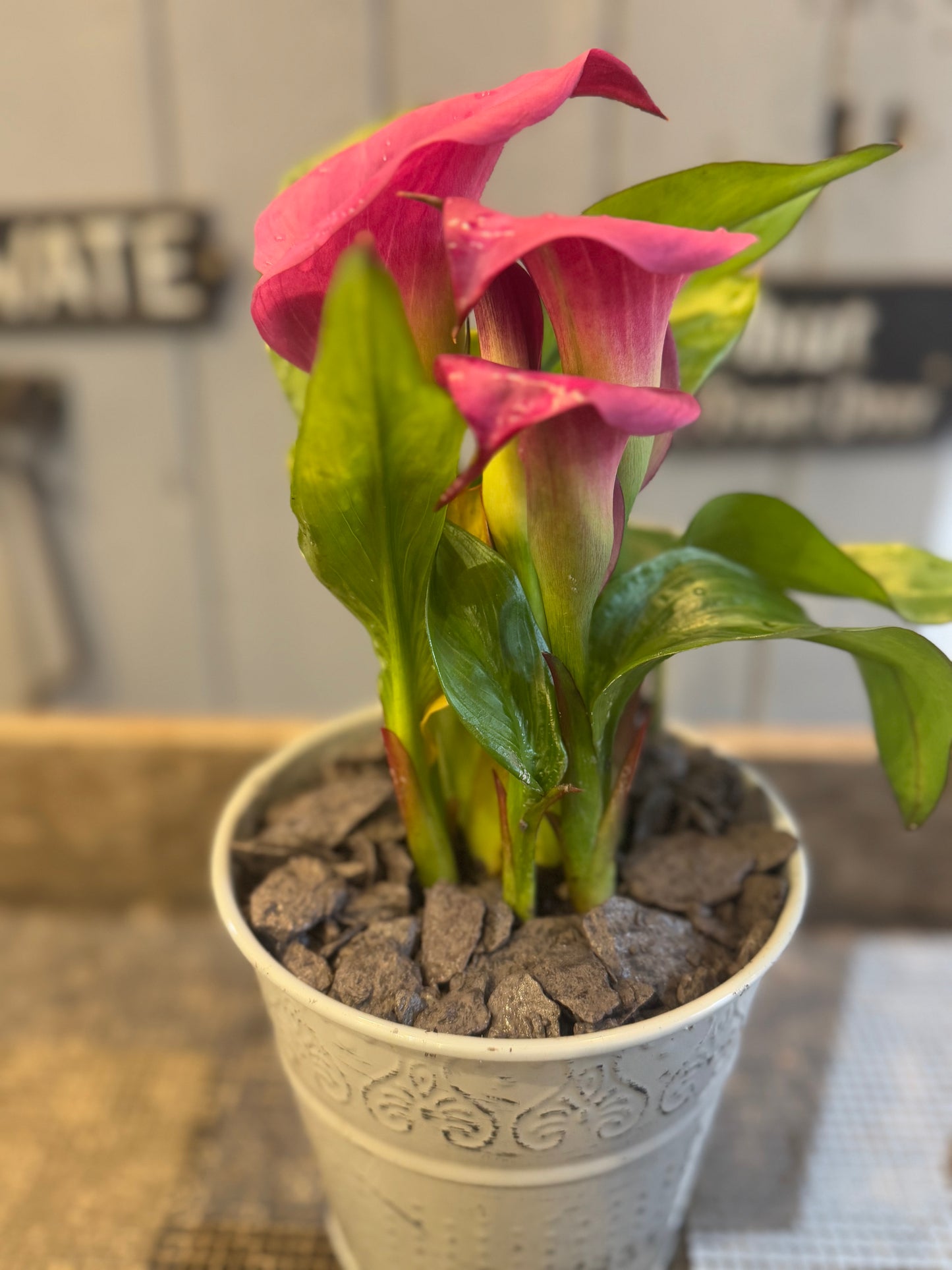 Zantedeschia Calla Lily planted in a rustic tin pot - Pink - Indoor 35cms tall