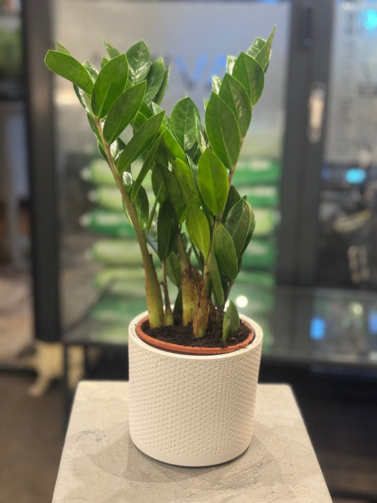 Zamioculcas Zamiifolia ZZ Plant 40cms tall in a 12cm pot