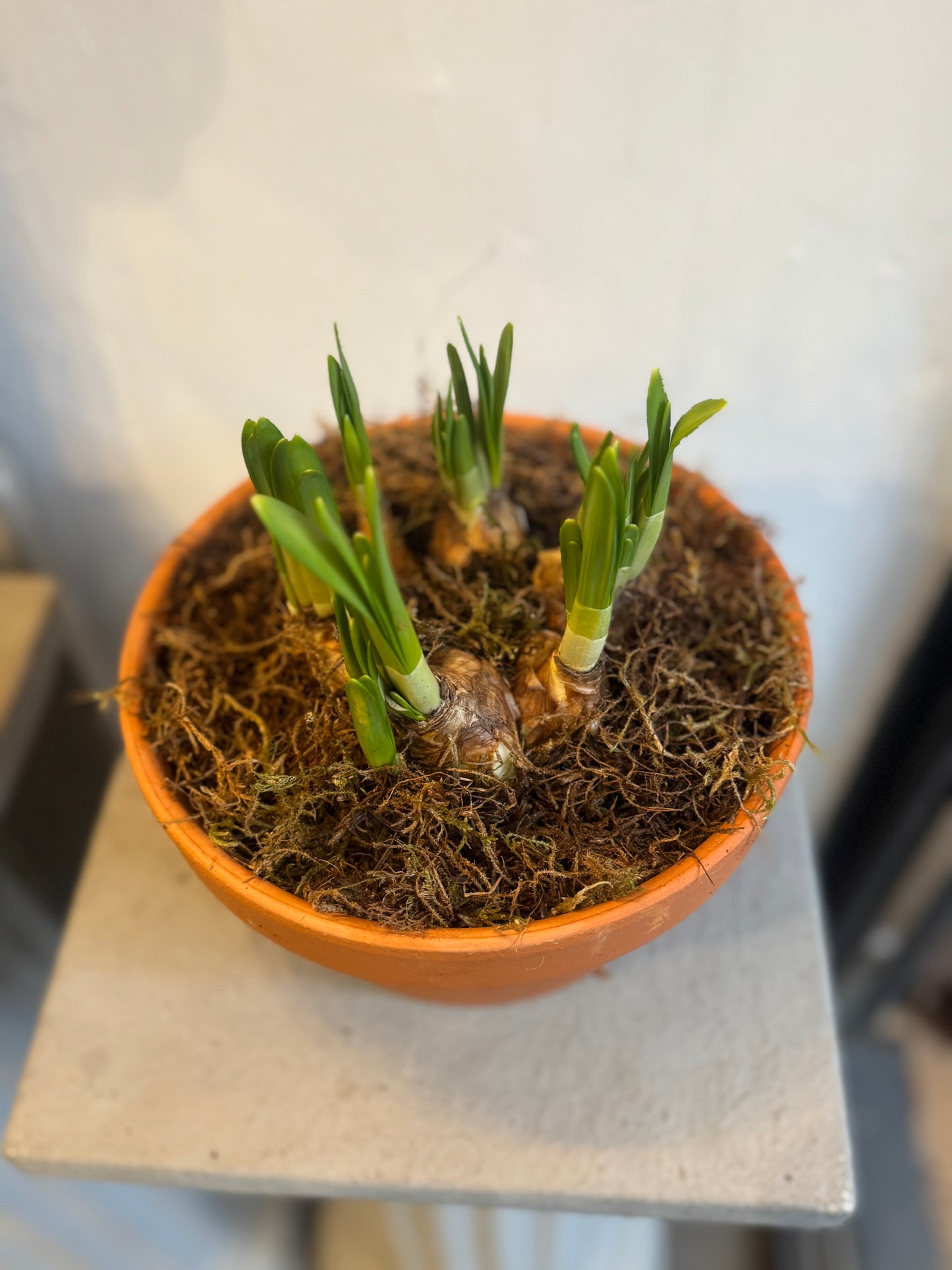 Bulbs in terracotta pots. Hyacinths or Tete a Tete