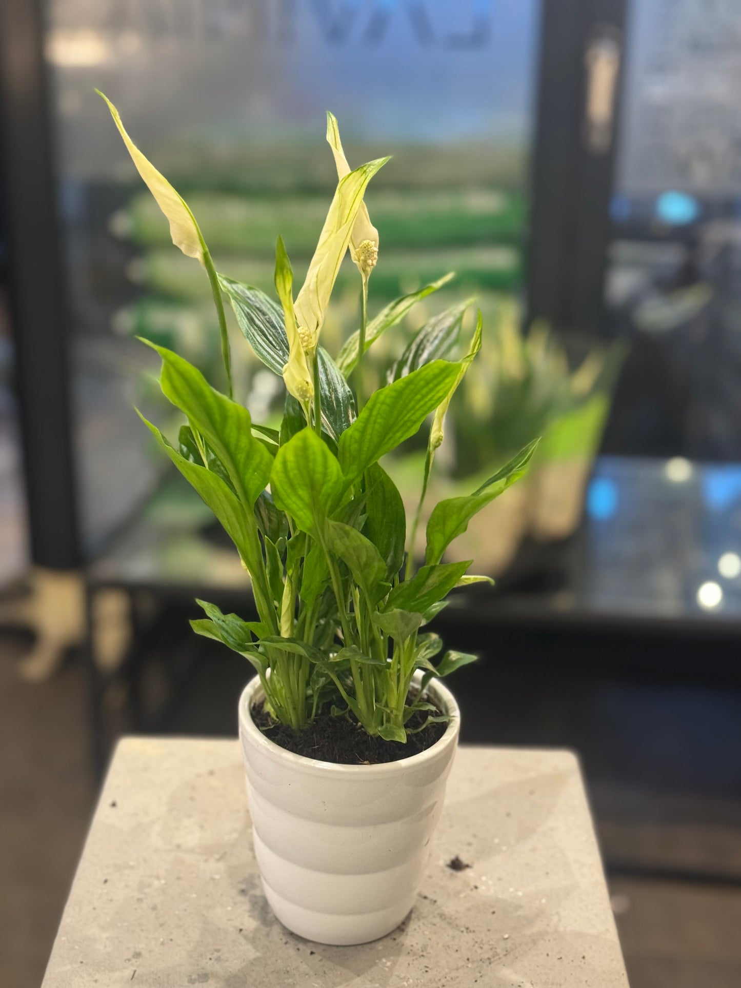 Spathiphyllum Peace Lily - Indoor house Plant - Air purifier- 30cms tall