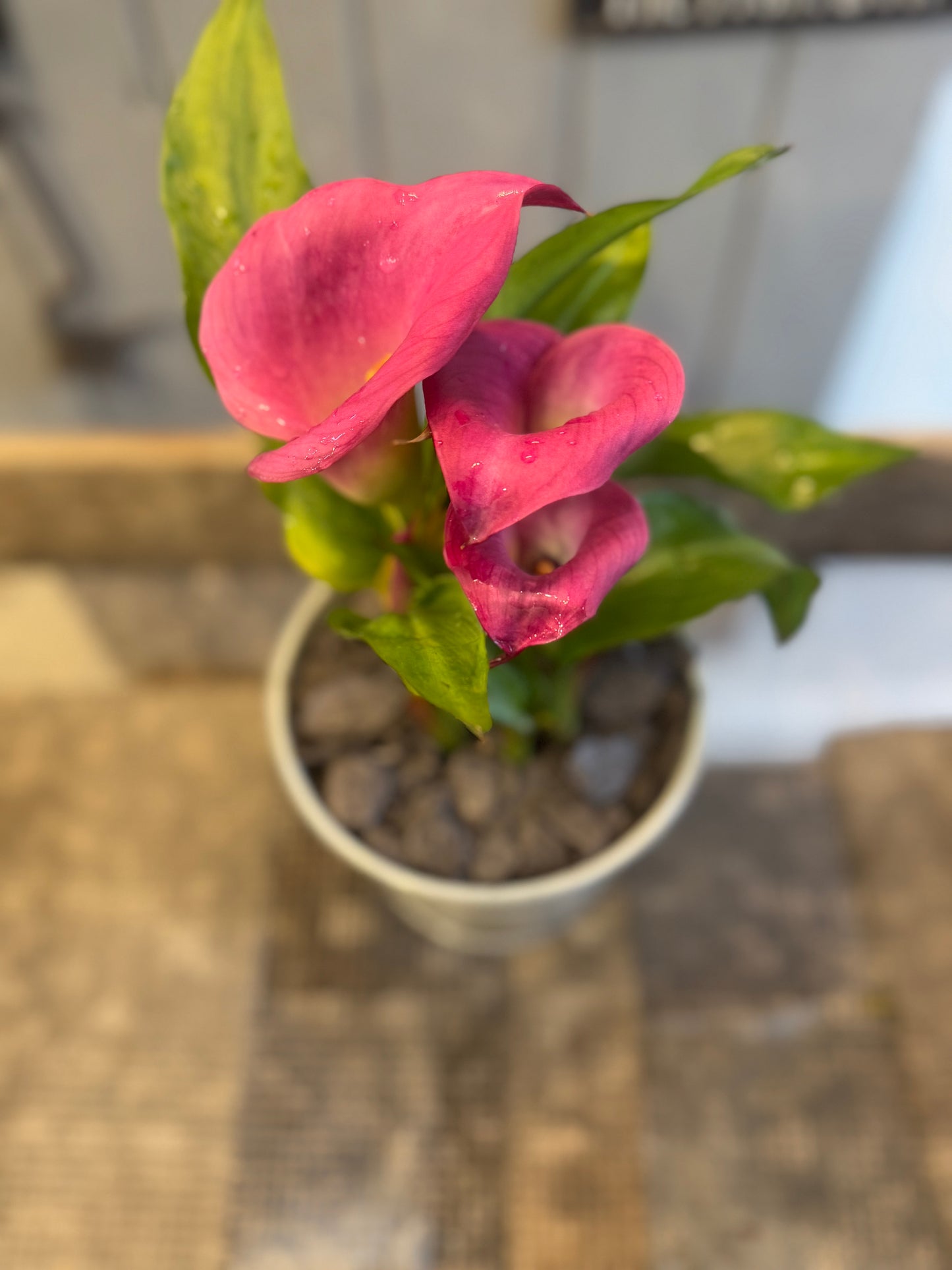 Zantedeschia Calla Lily planted in a rustic tin pot - Pink - Indoor 35cms tall