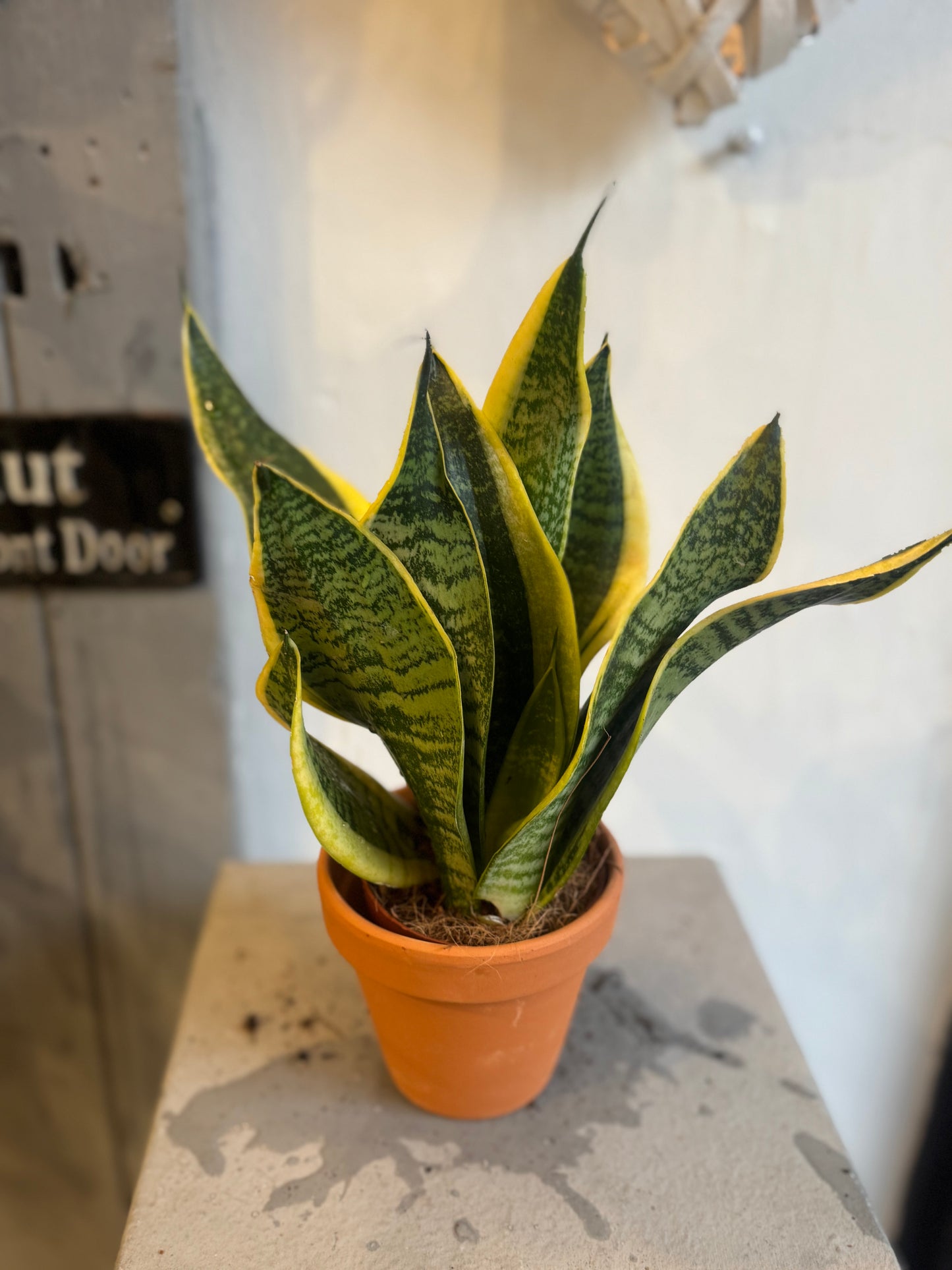 Sansevieria Golden - Snake Plant | Potted Indoor Plant - 25-28cms tall