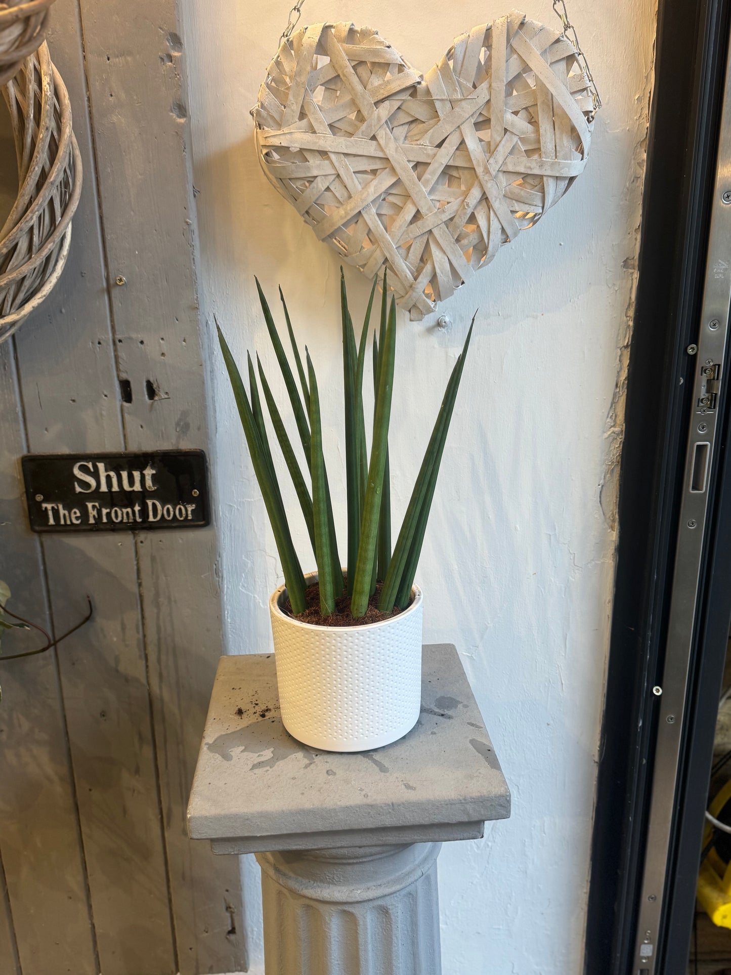 Sansevieria cylindrica Straight - Snake plant 40cms tall