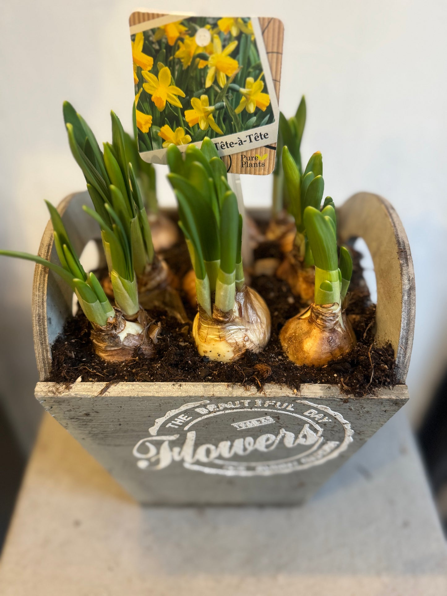 9 Tete a Tete bulbs in a rustic wooden planter