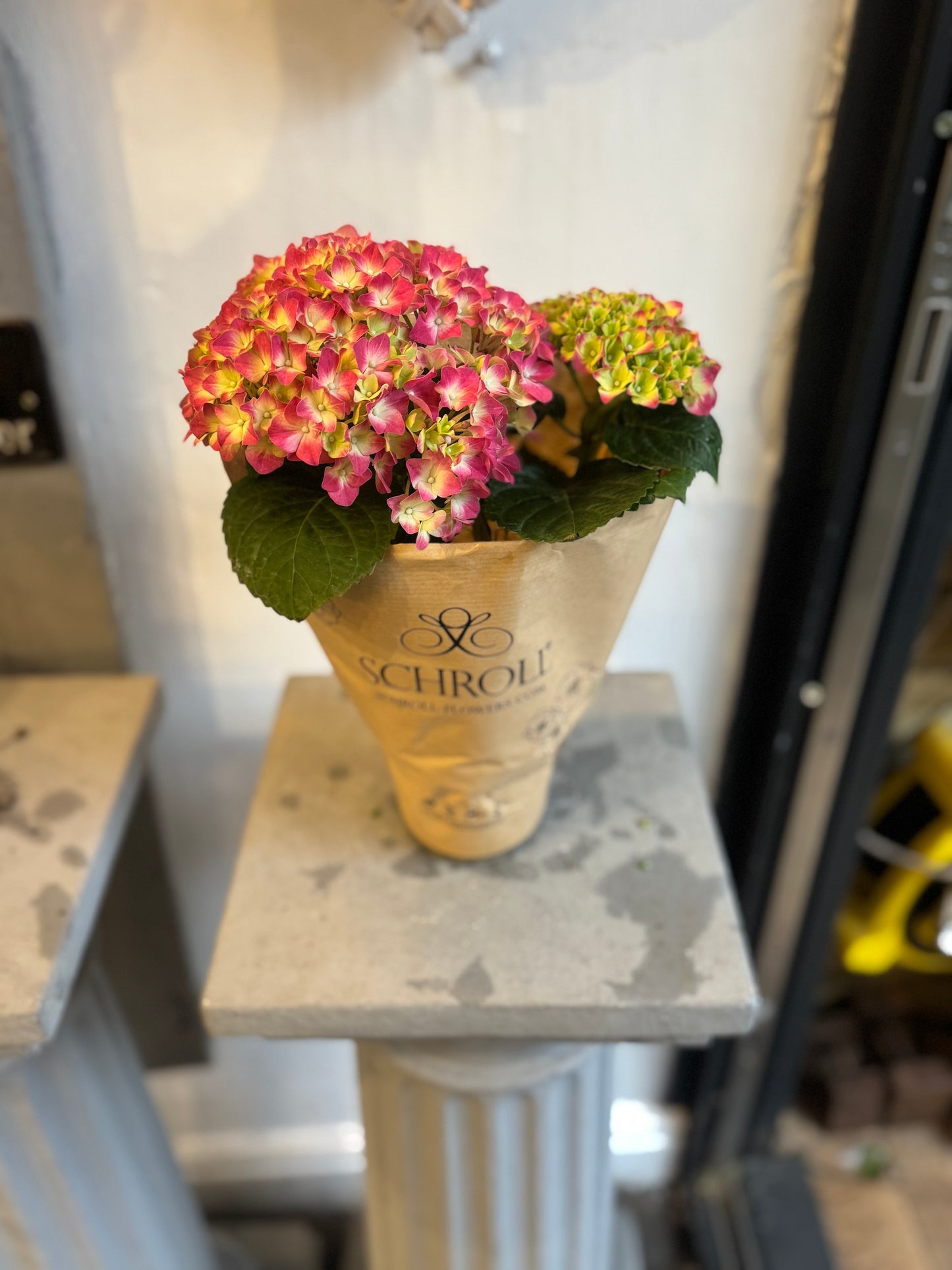 Hydrangea macrophylla 'little pink' - Stunning Clusters of Pink Flowers - 25cm