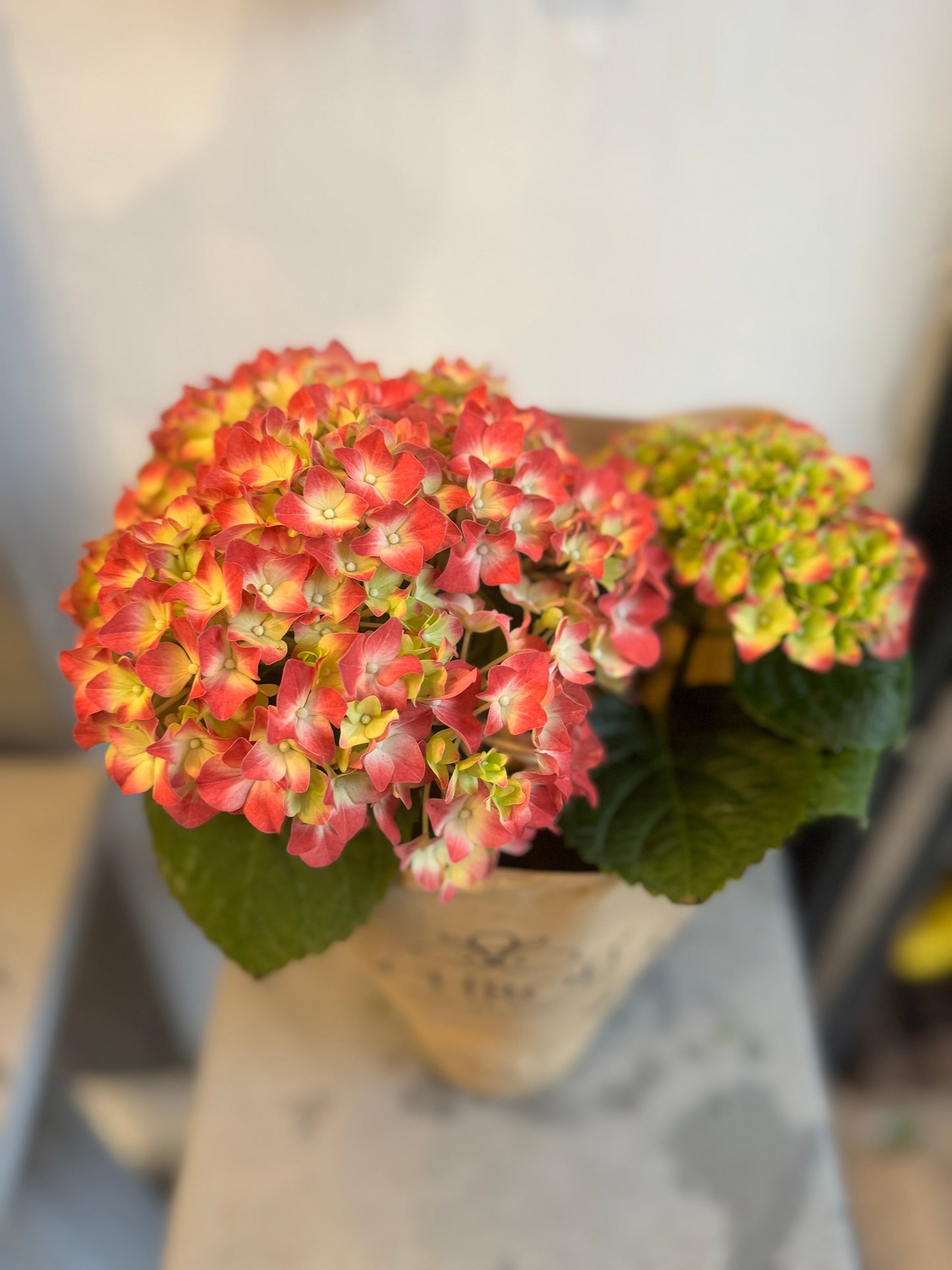 Hydrangea macrophylla 'little pink' - Stunning Clusters of Pink Flowers - 25cm