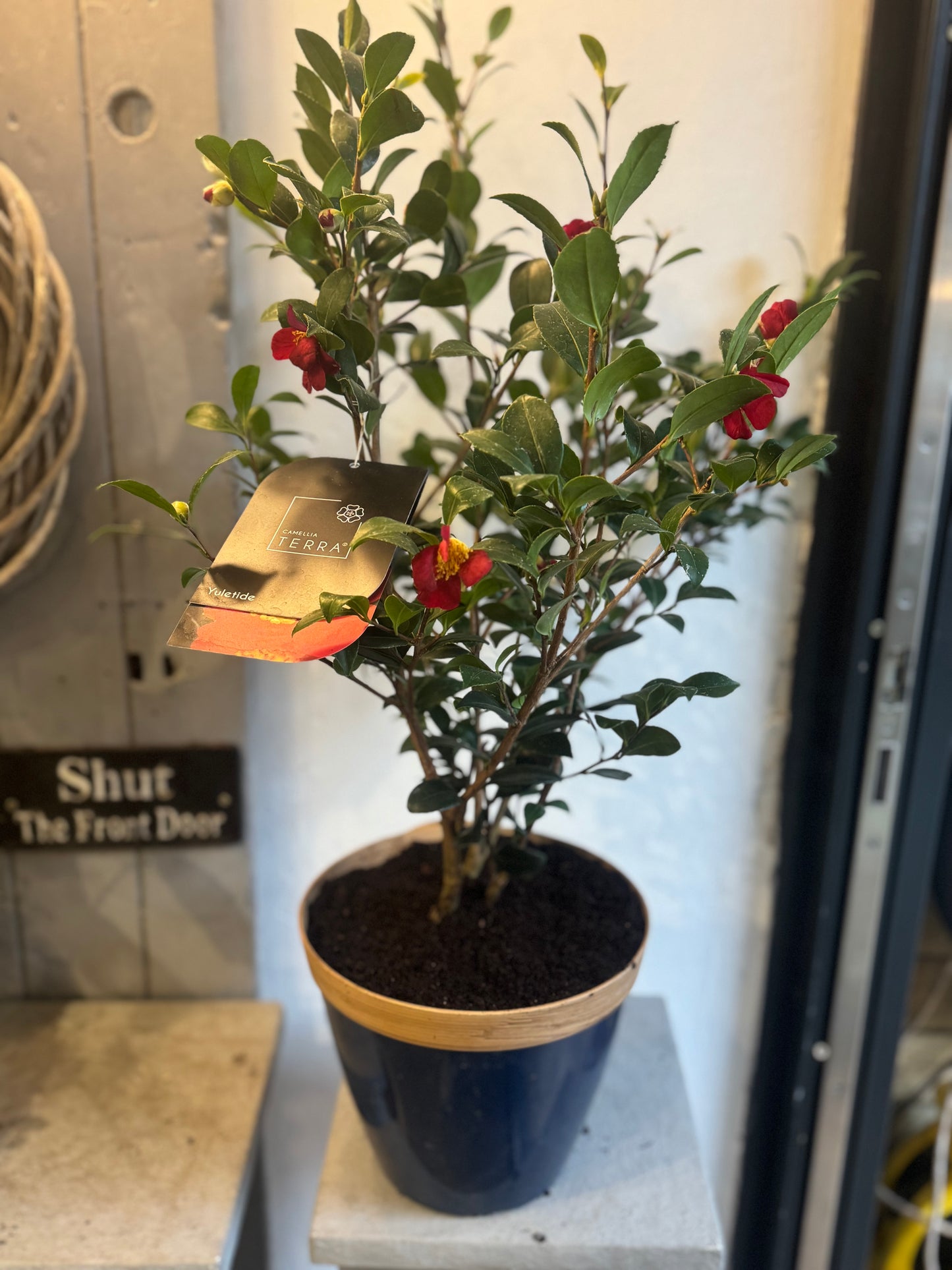 Camellia Terra Red flowering