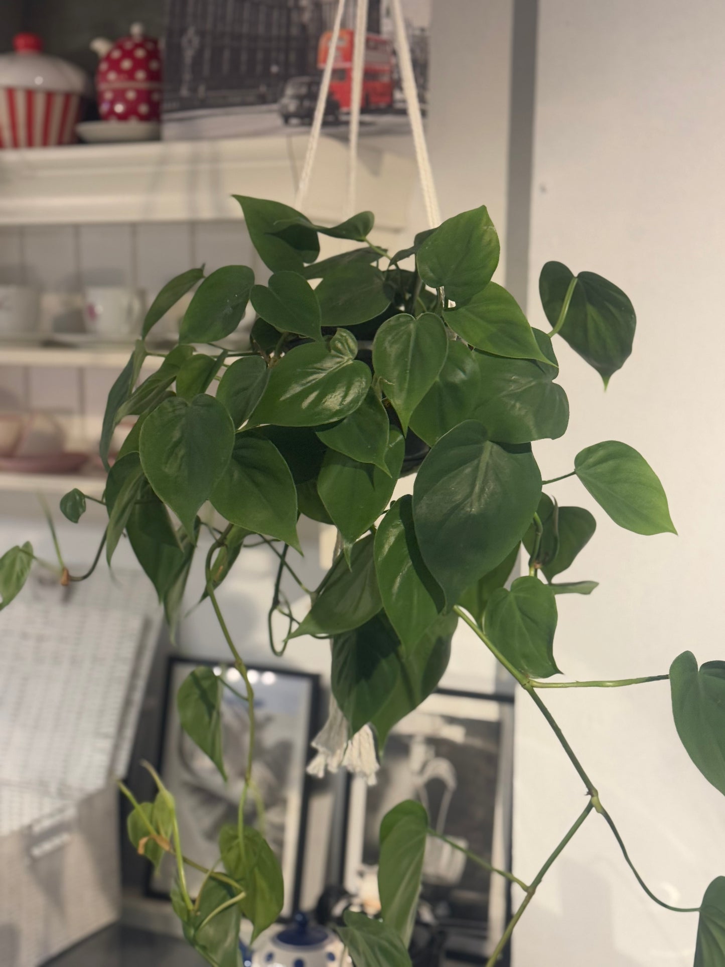 Epipremnum Aureum Pothos  - Indoor Hanging Tropical House Plant in Macrame hanger