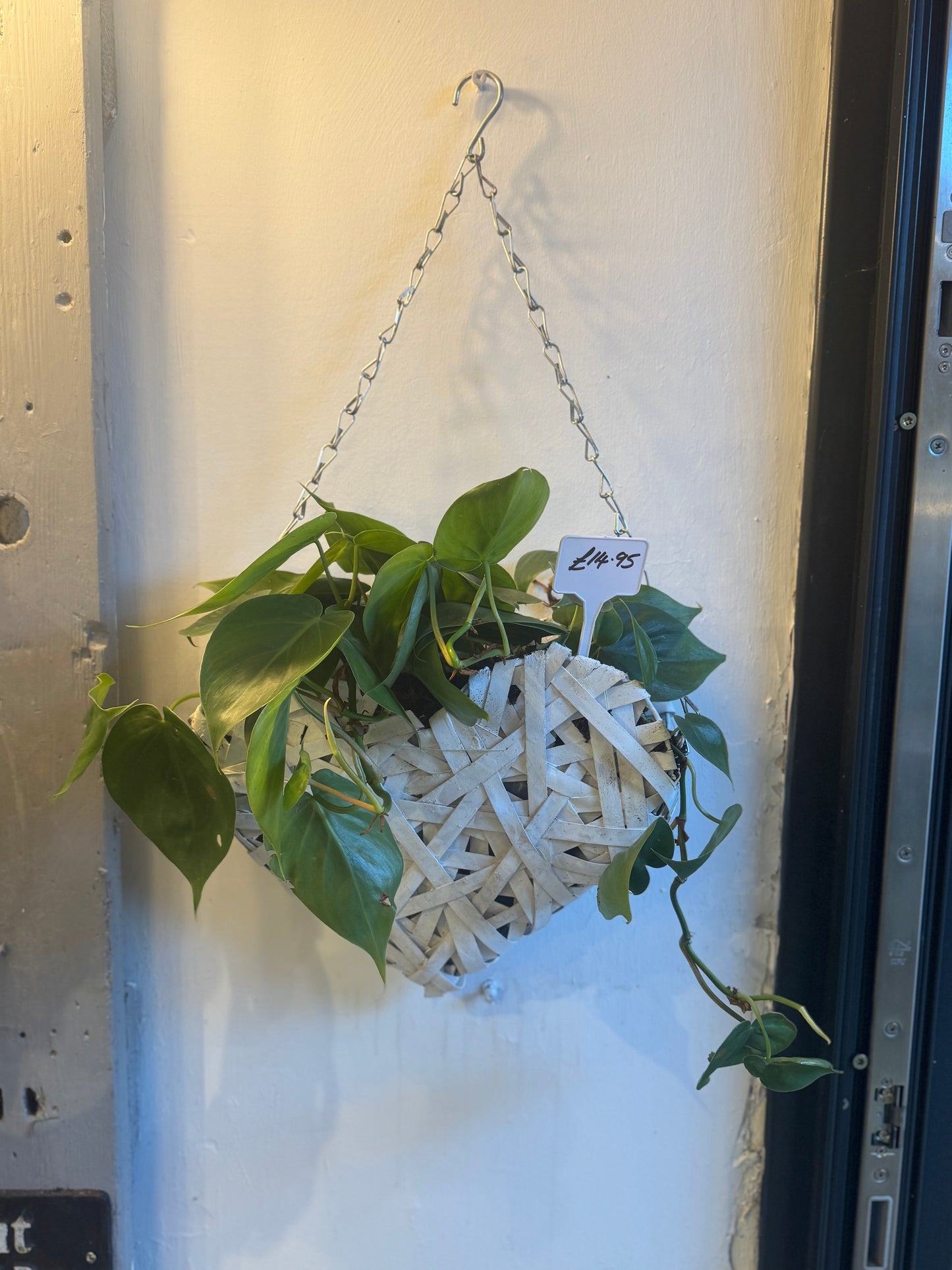 Epipremnum Aureum Pothos  - Indoor Hanging Tropical House Plant in Heart Basket