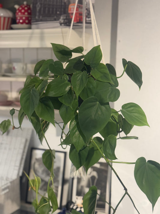 Epipremnum Aureum Pothos  - Indoor Hanging Tropical House Plant in Macrame hanger