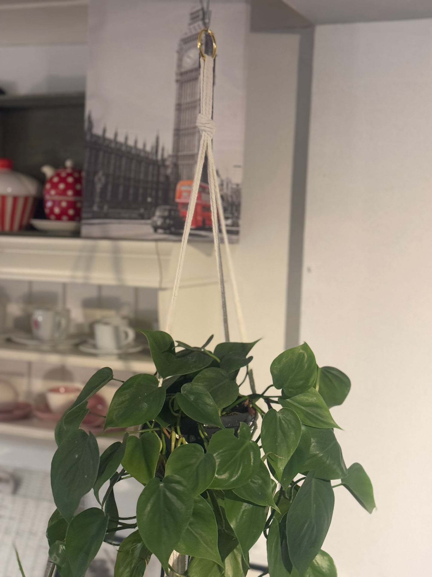 Epipremnum Aureum Pothos  - Indoor Hanging Tropical House Plant in Macrame hanger