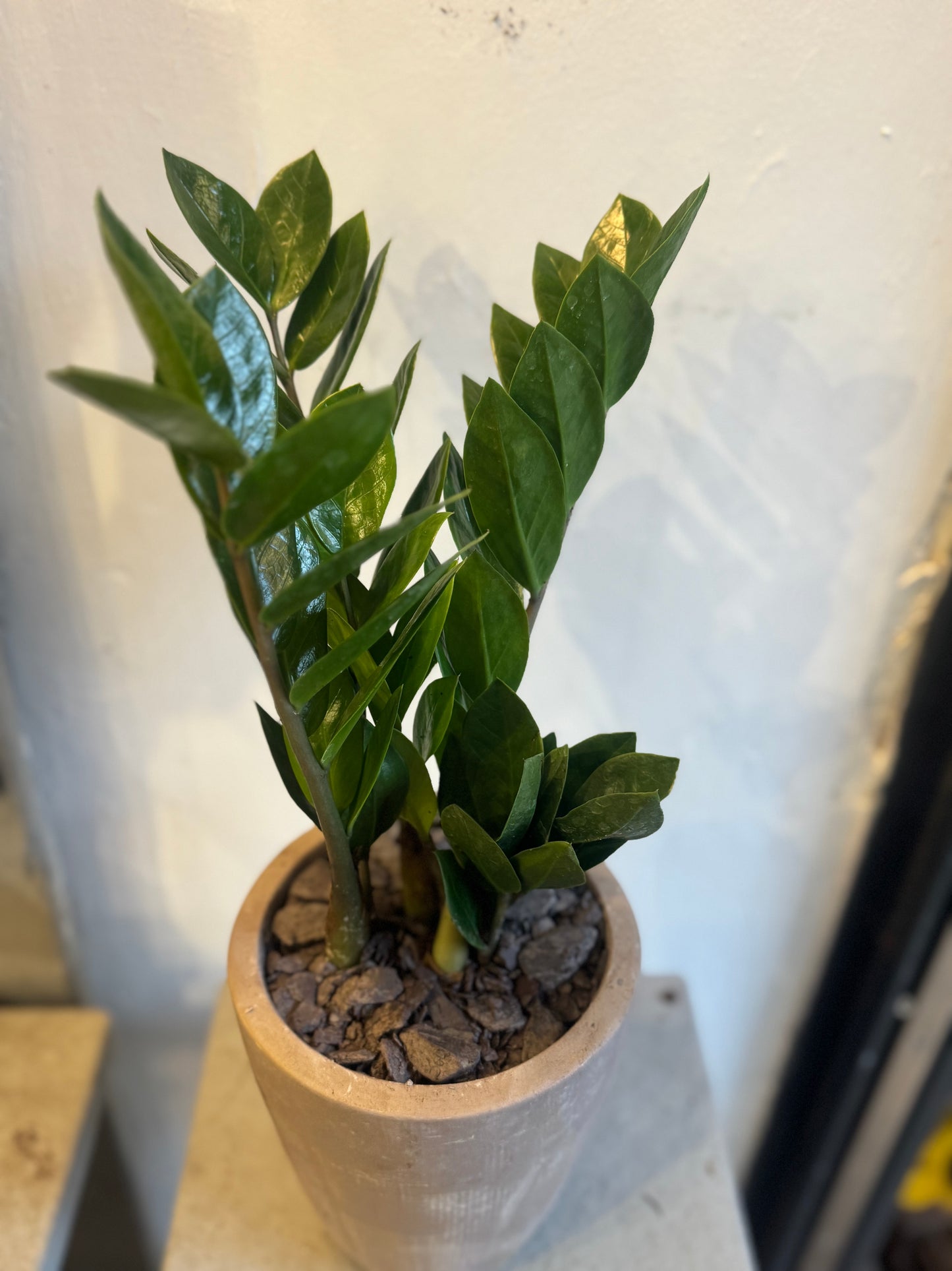 Zamioculcas Zamiifolia ZZ Plant in gray stone pot