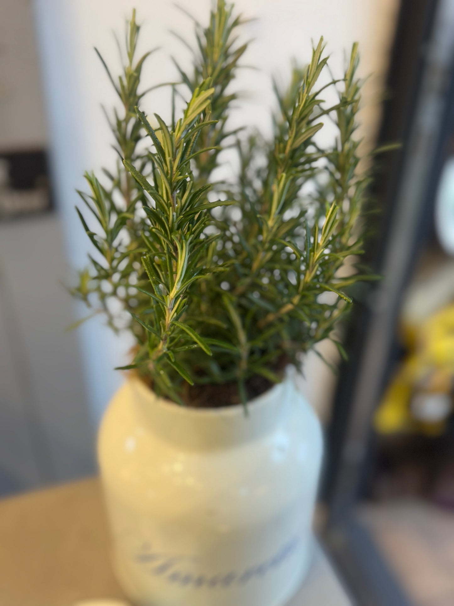 Rosemary planted Amaretti Tin - 50cm tall including the tin