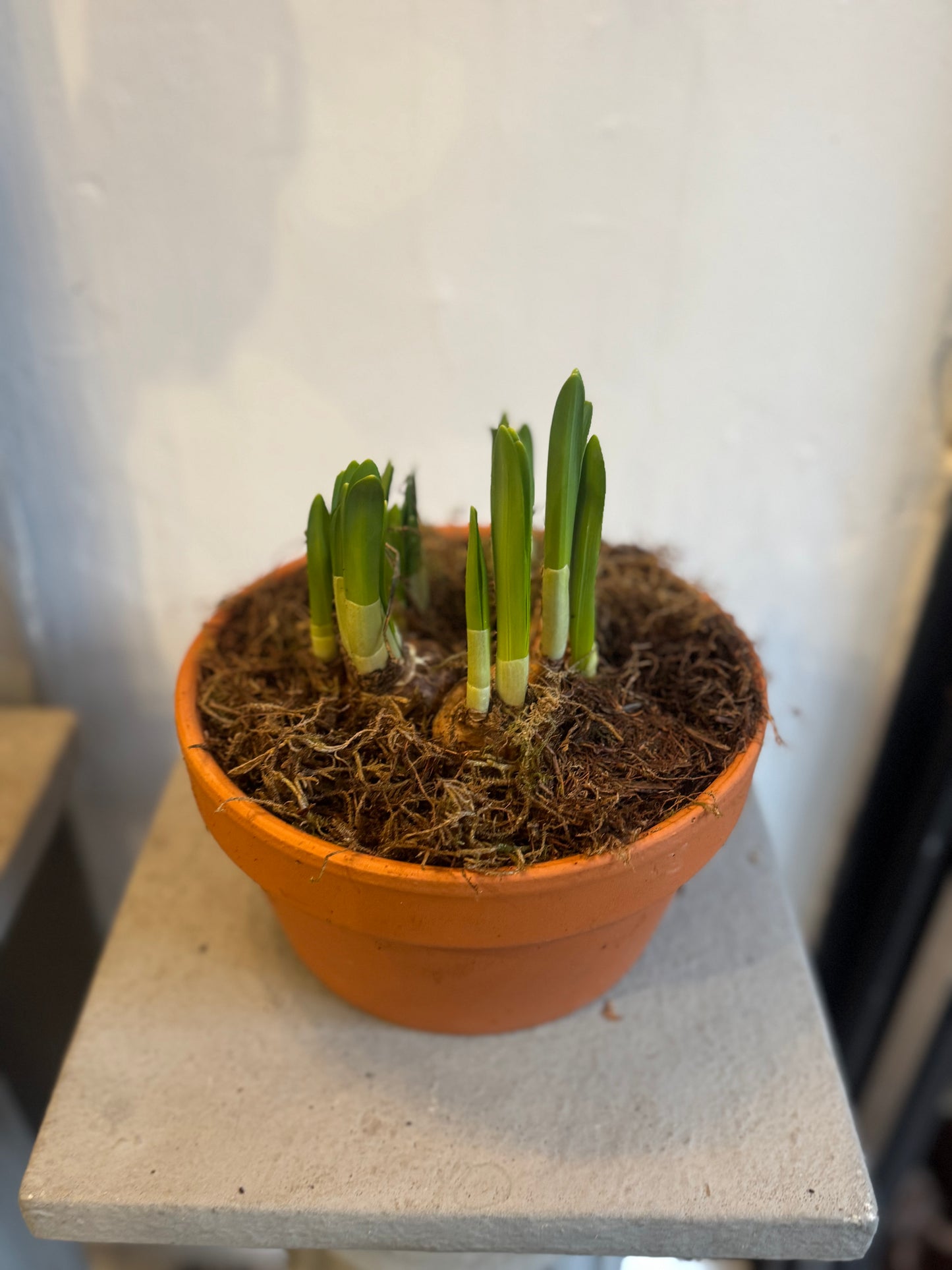 Bulbs in terracotta pots. Hyacinths or Tete a Tete