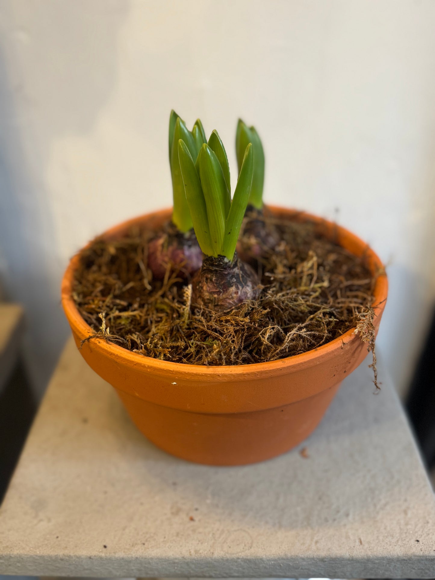 Bulbs in terracotta pots. Hyacinths or Tete a Tete