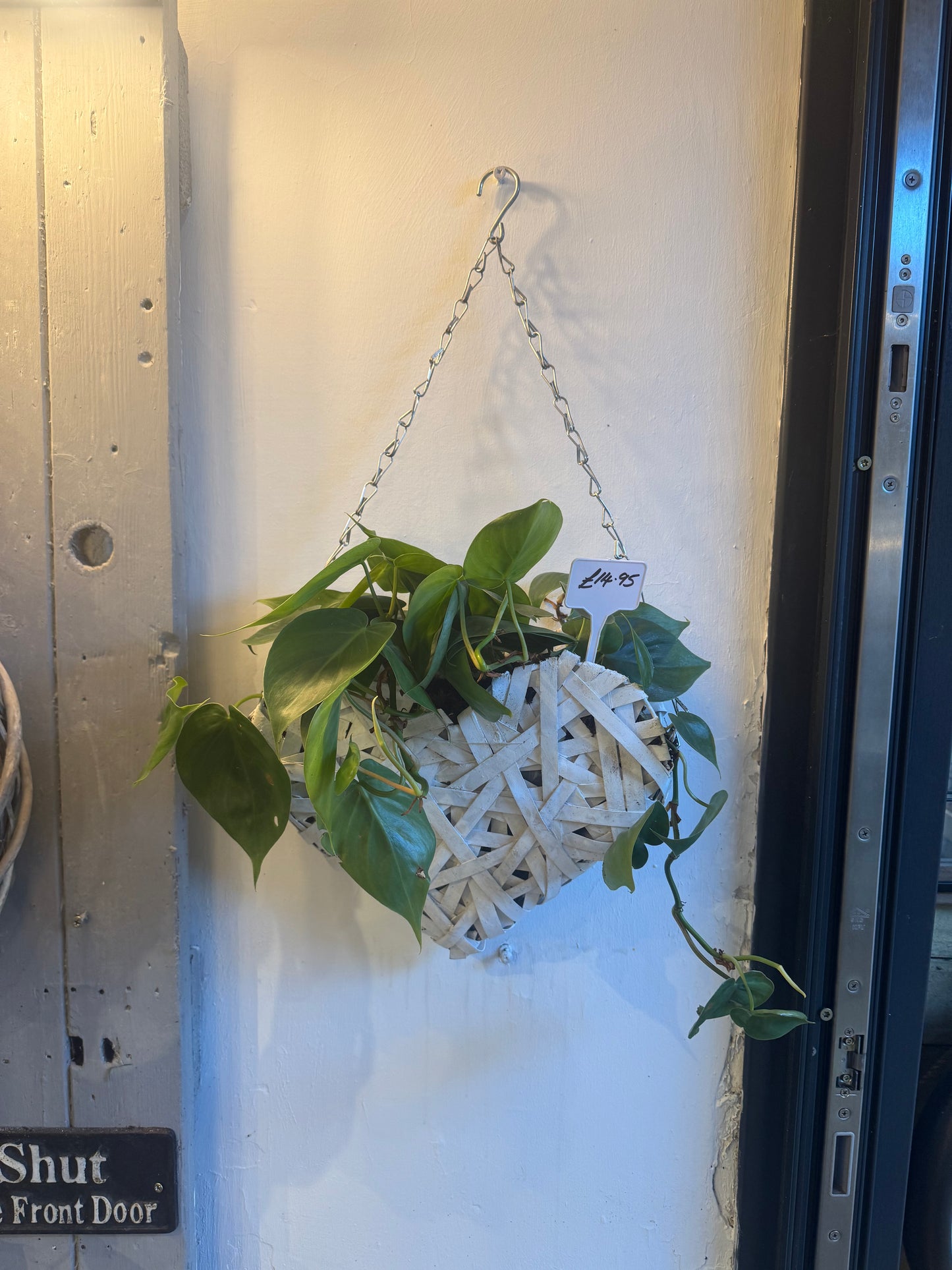 Epipremnum Aureum Pothos  - Indoor Hanging Tropical House Plant in Heart Basket