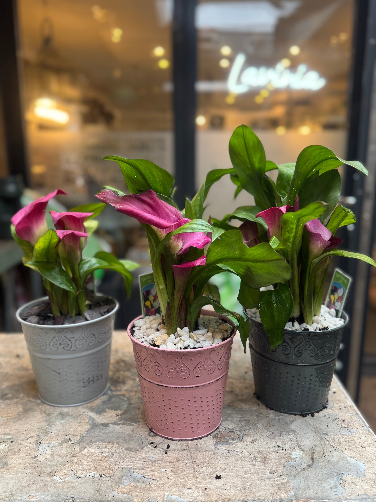 Zantedeschia Calla Lily planted in a rustic tin pot - Pink - Indoor 35cms tall