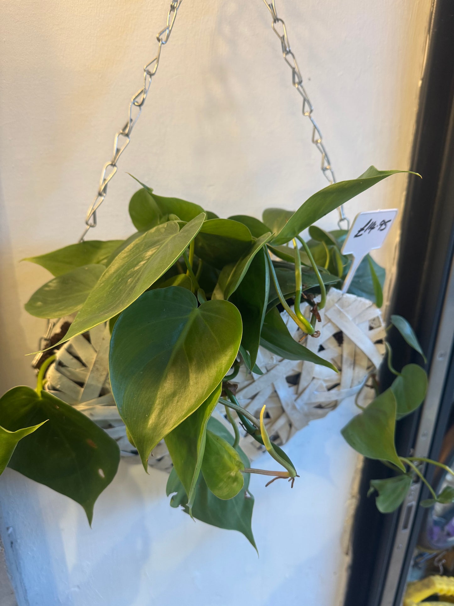 Epipremnum Aureum Pothos  - Indoor Hanging Tropical House Plant in Heart Basket