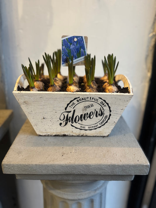 20 Muscari bulbs in rustic wooden planter