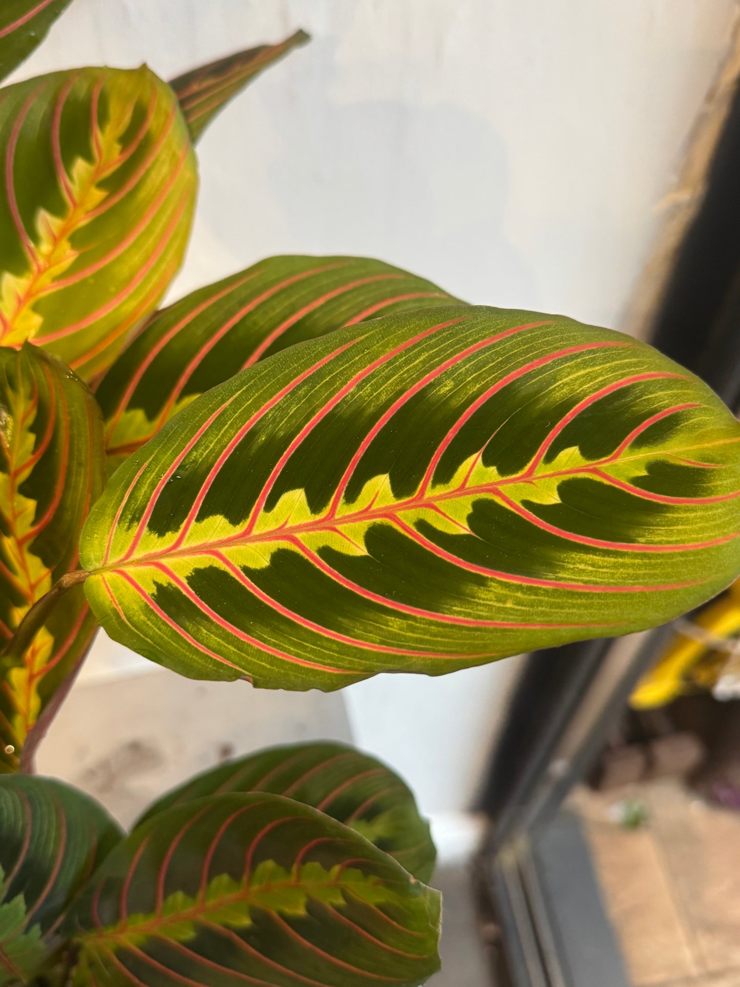 Maranta Fascinator - Tricolour Prayer Plant In 12cm Pot - 25-30cm In Height