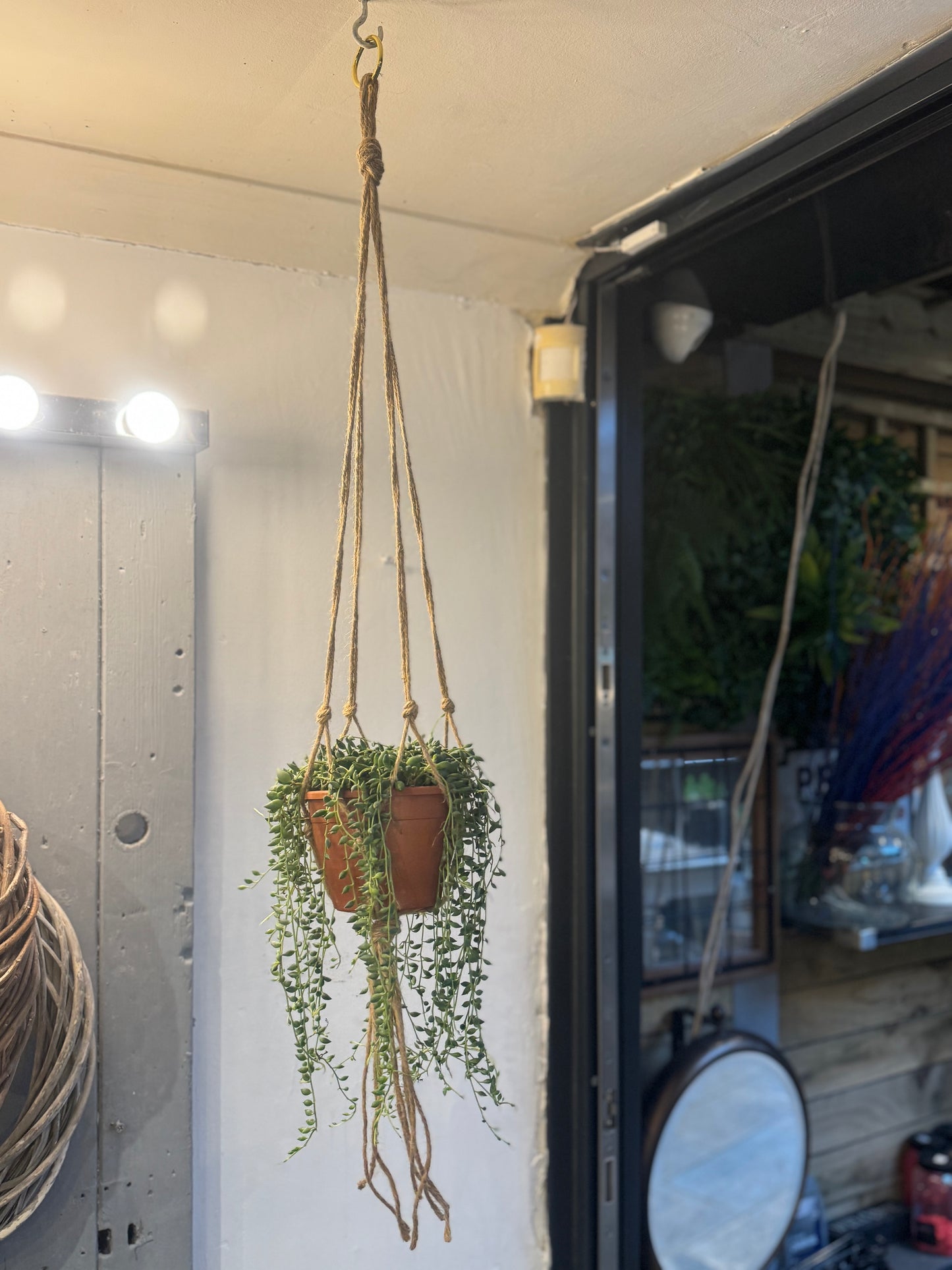 Senecio String of Pearls Plant in Macrame Hanger