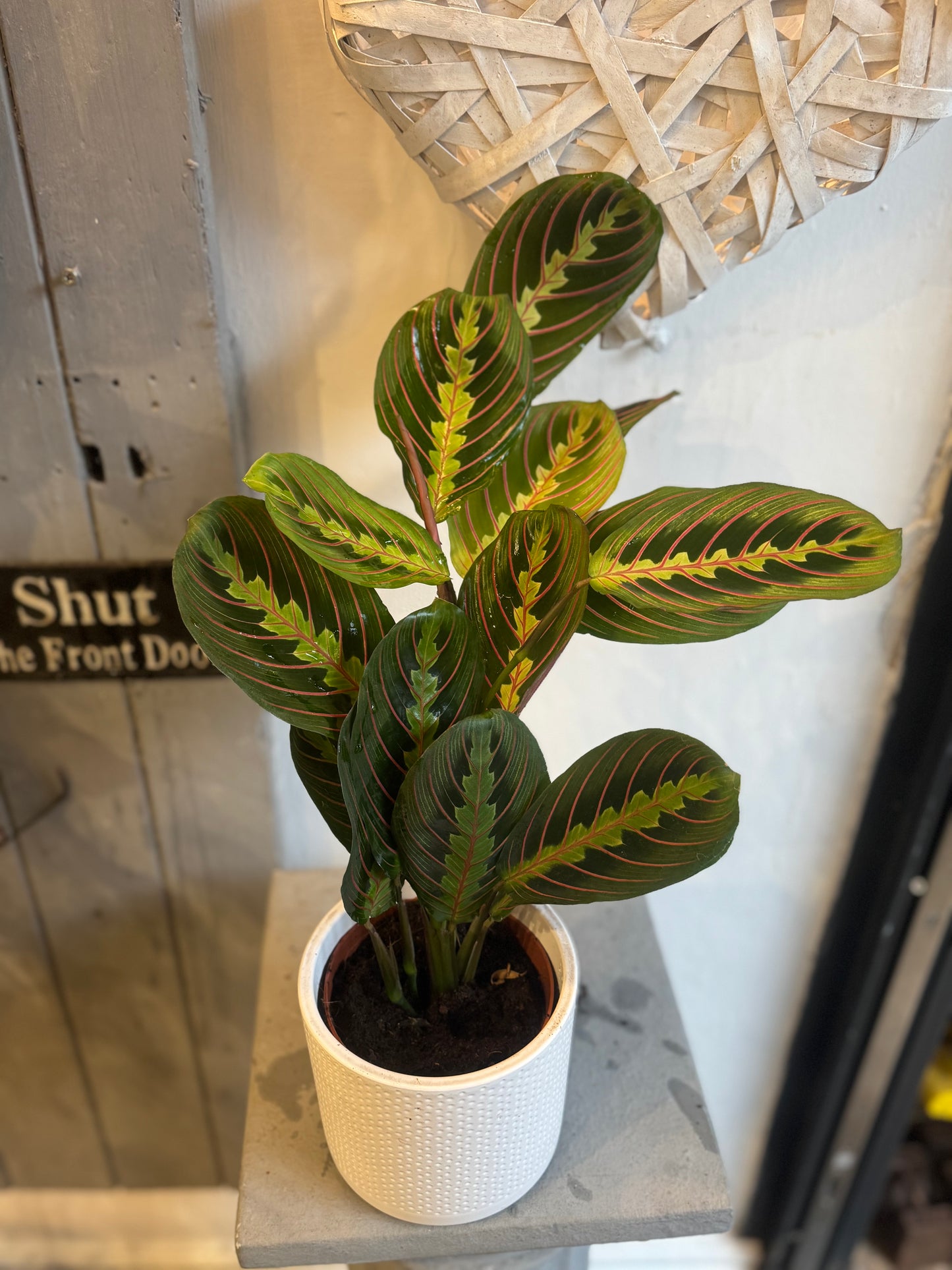 Maranta Fascinator - Tricolour Prayer Plant In 12cm Pot - 25-30cm In Height