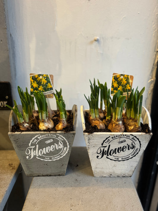 9 Tete a Tete bulbs in a rustic wooden planter