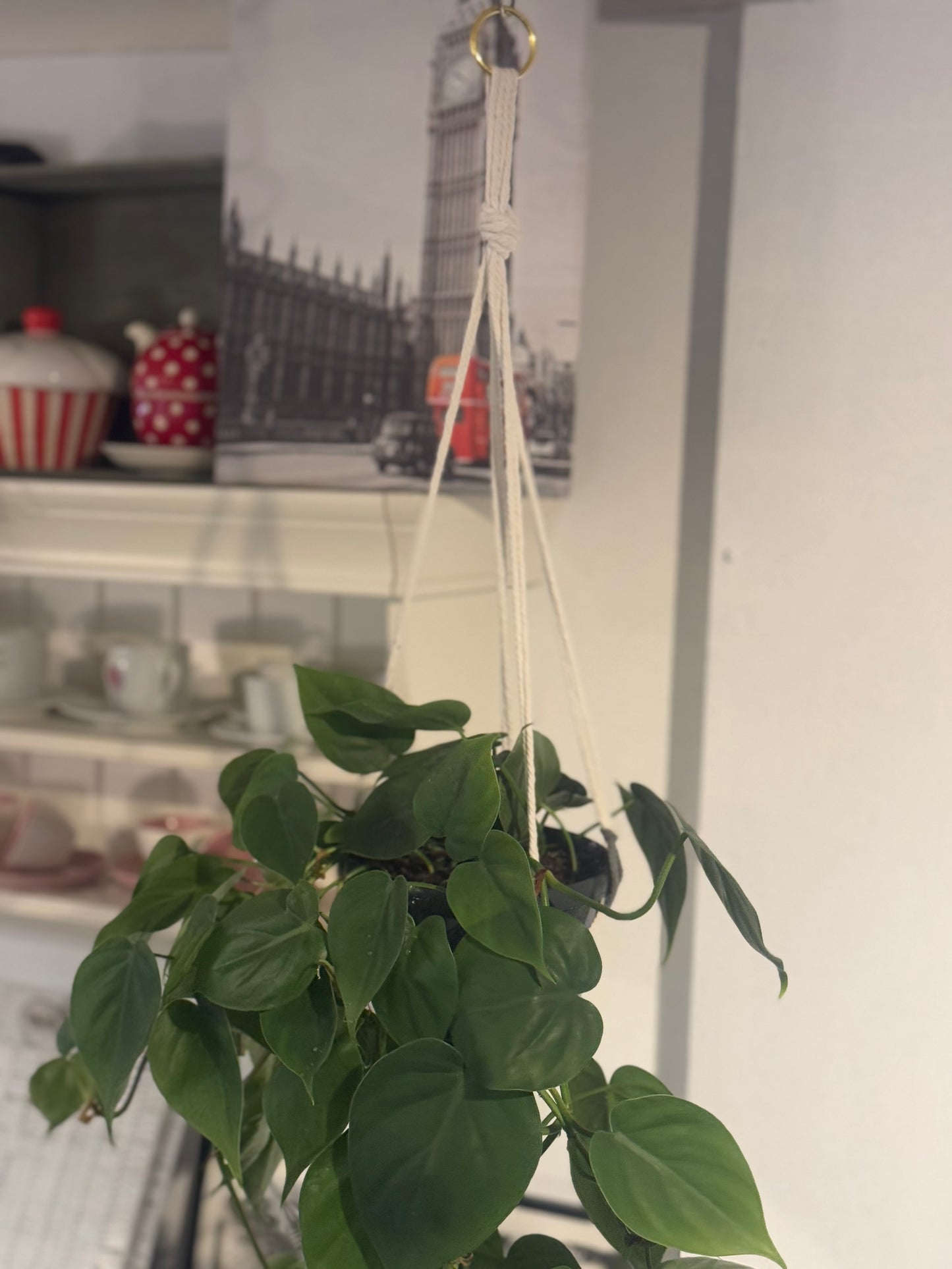 Epipremnum Aureum Pothos  - Indoor Hanging Tropical House Plant in Macrame hanger