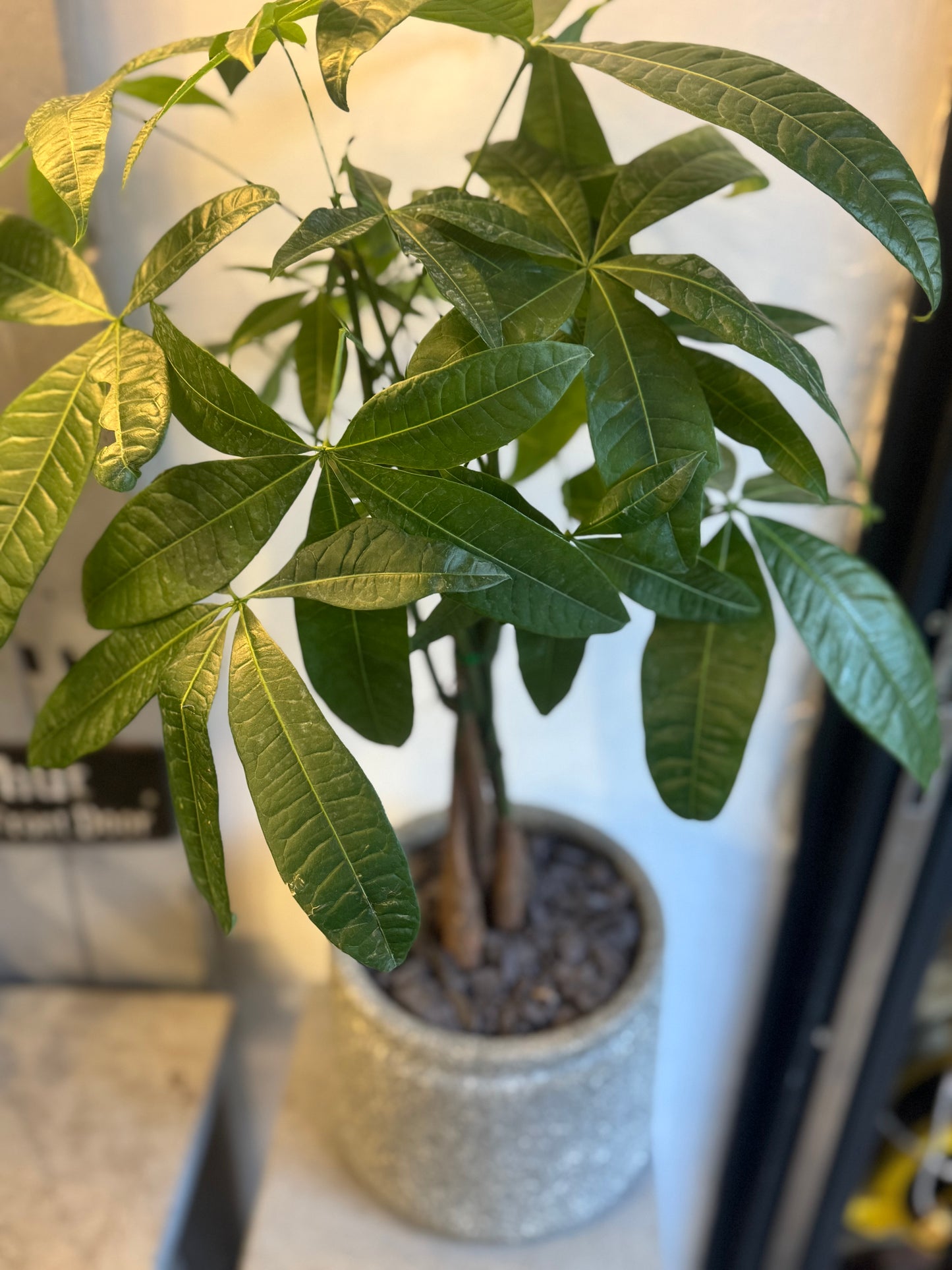 Pachira Aquatica Plant - Money Tree - Braided Stem - in Grey Stone Pot