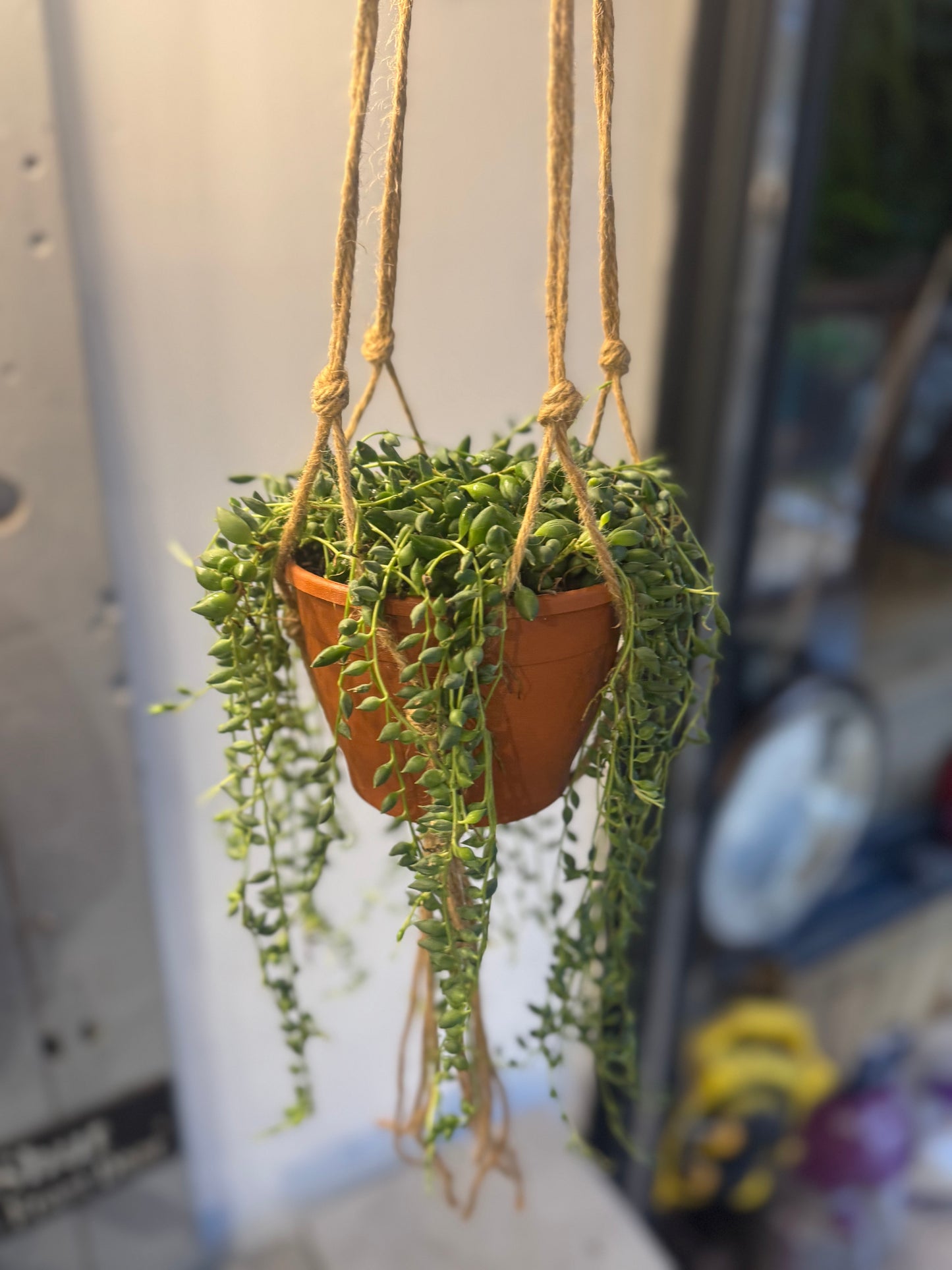 Senecio String of Pearls Plant in Macrame Hanger