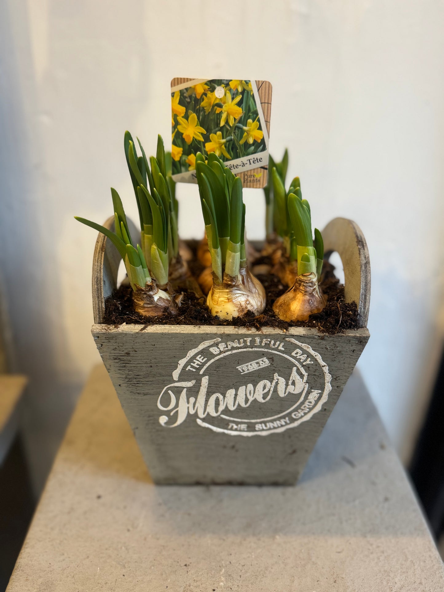 9 Tete a Tete bulbs in a rustic wooden planter