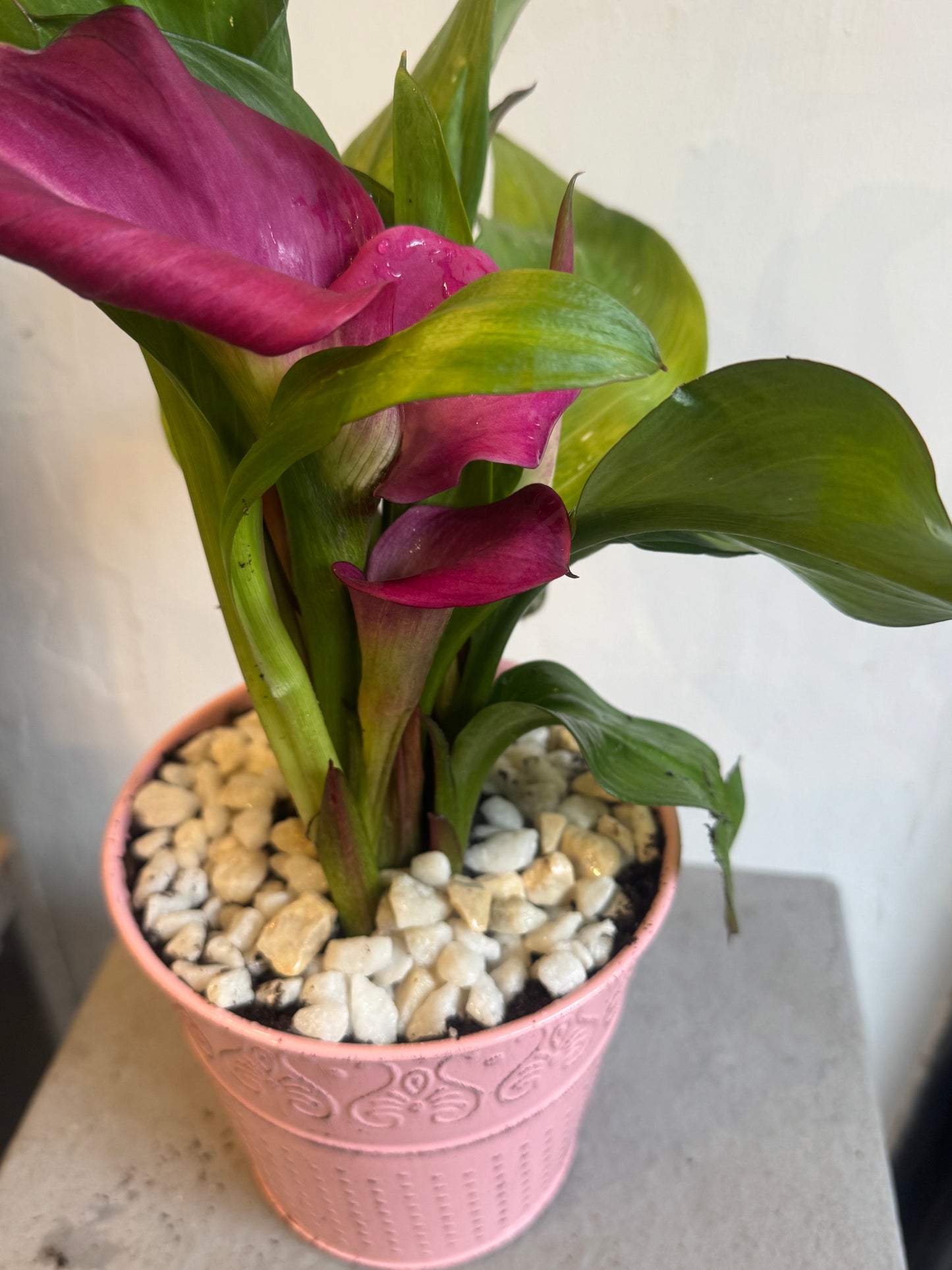 Zantedeschia Calla Lily planted in a rustic tin pot - Pink - Indoor 35cms tall