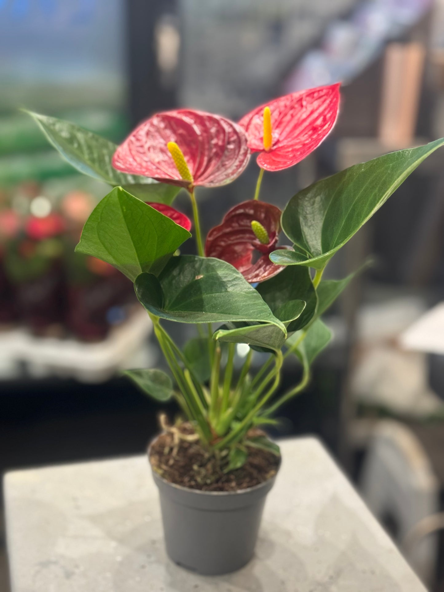 Red Anthurium Couture Diamond Line Flower Plant Houseplant