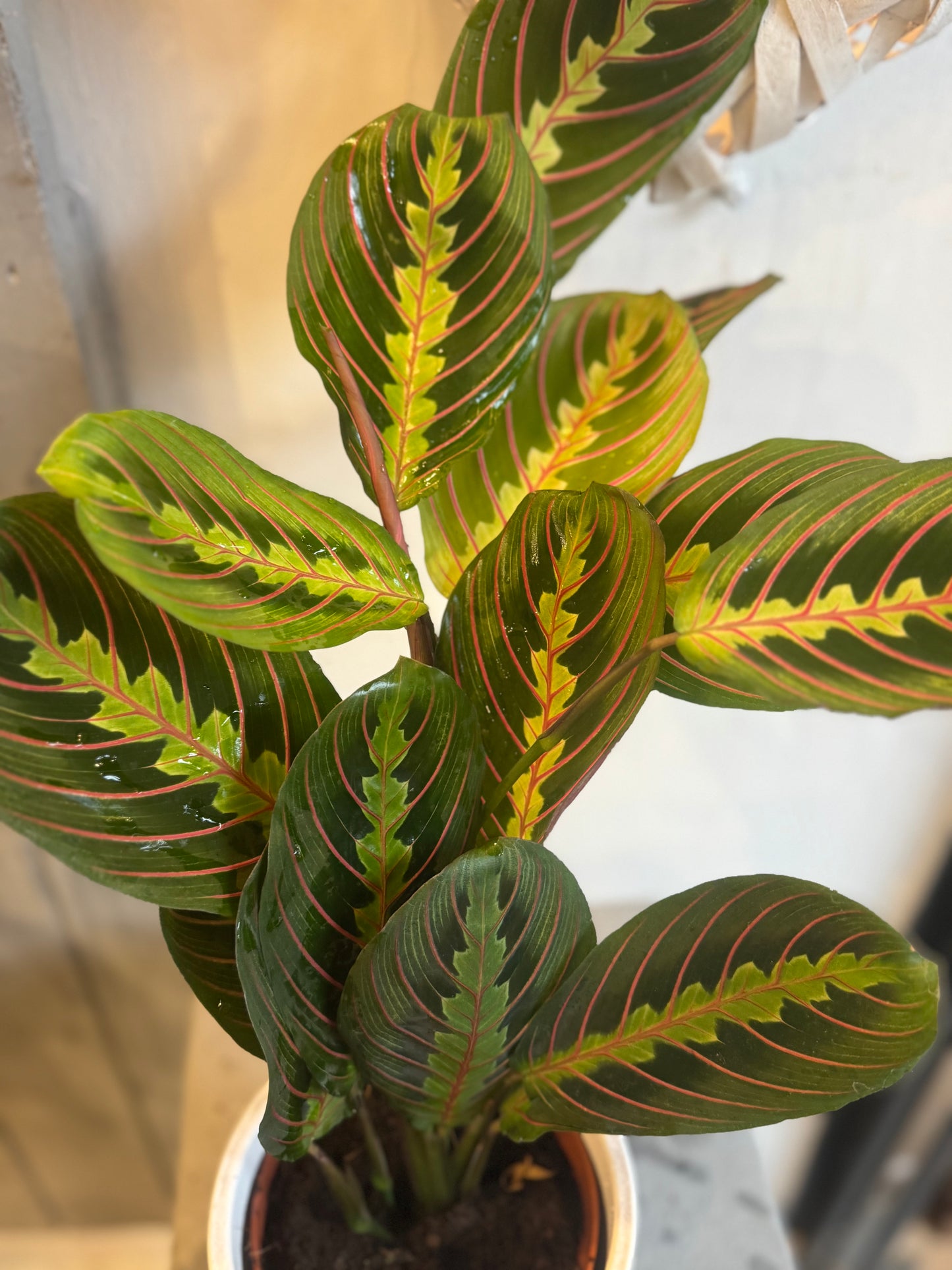 Maranta Fascinator - Tricolour Prayer Plant In 12cm Pot - 25-30cm In Height