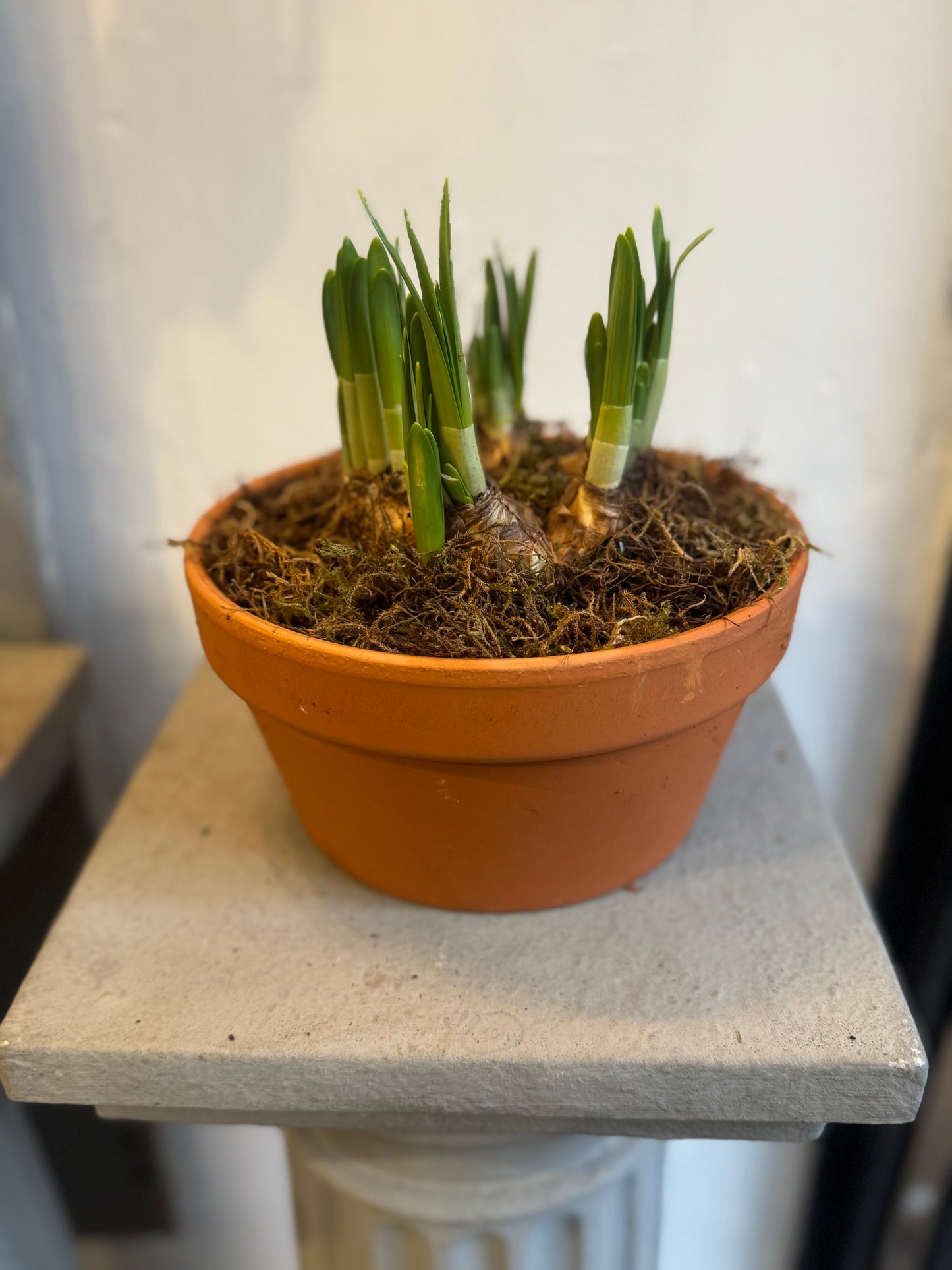 Bulbs in terracotta pots. Hyacinths or Tete a Tete