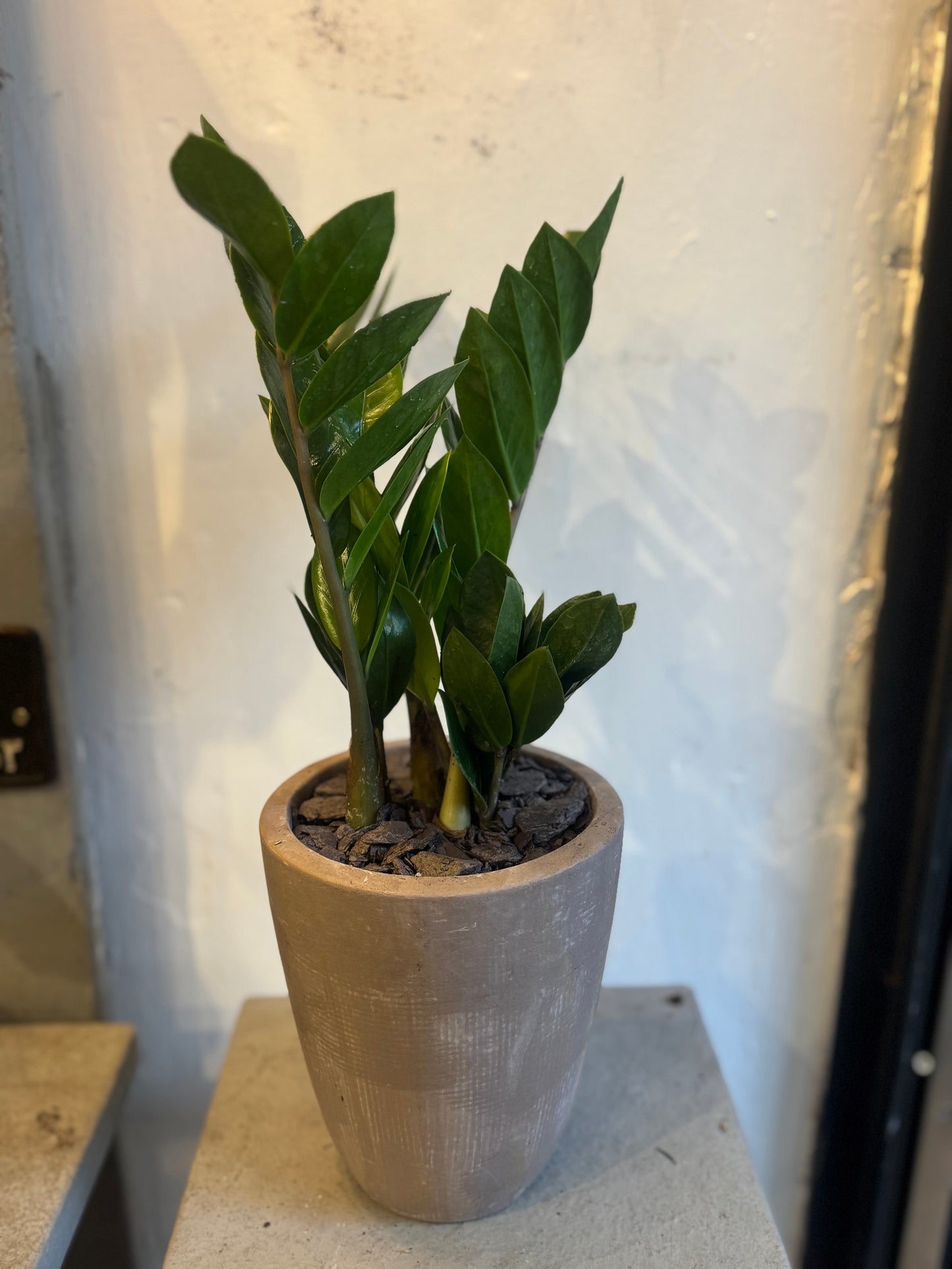 Zamioculcas Zamiifolia ZZ Plant in gray stone pot