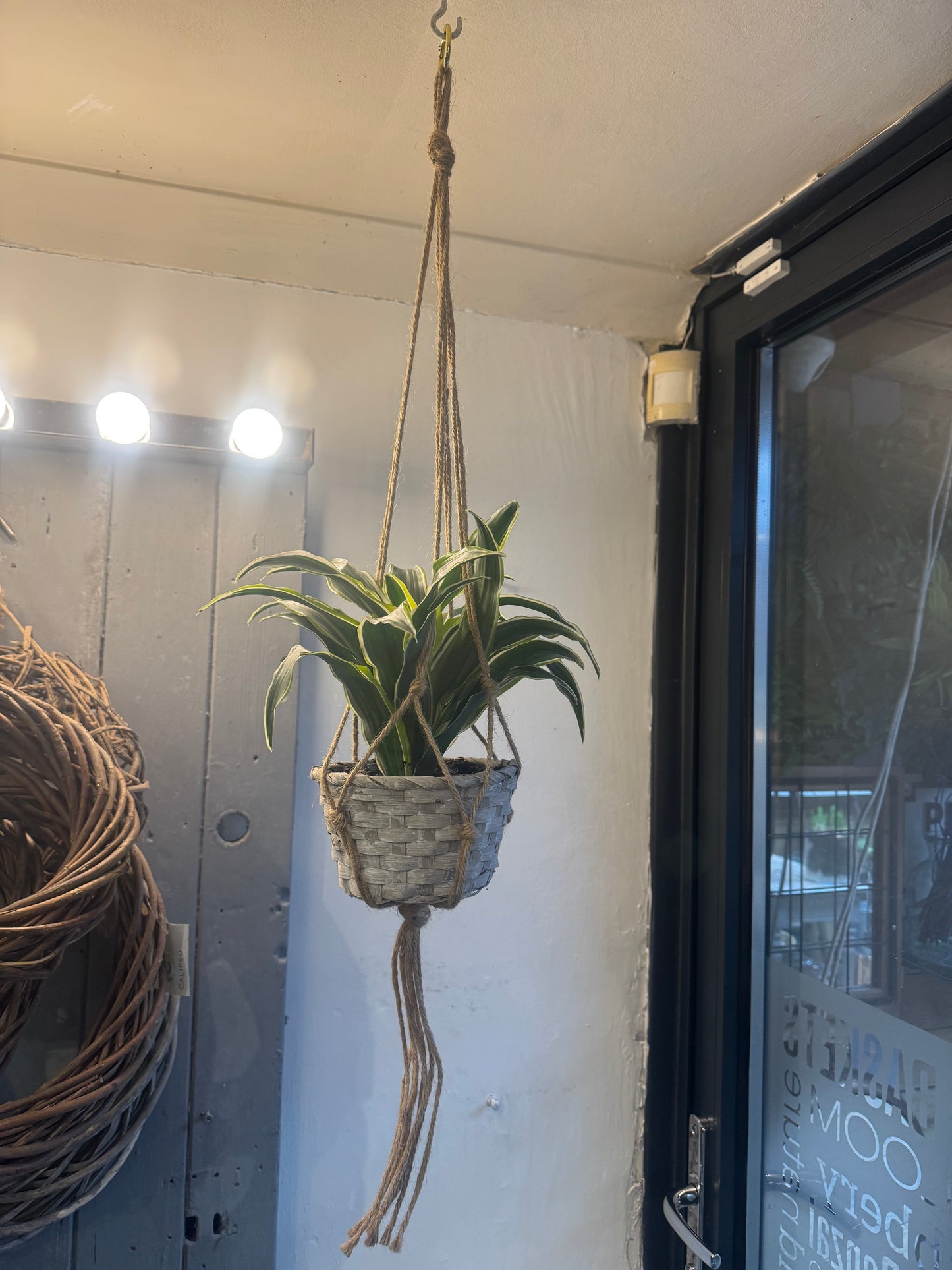 Dracaena Fragrans in a Macrame hanger