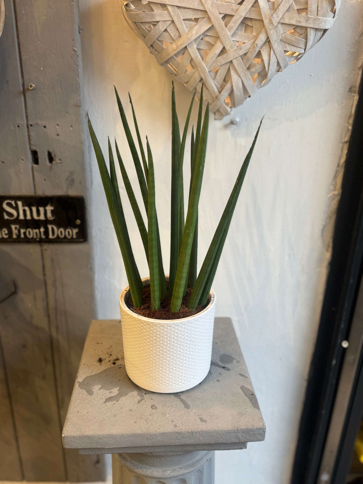 Sansevieria cylindrica Straight - Snake plant 40cms tall