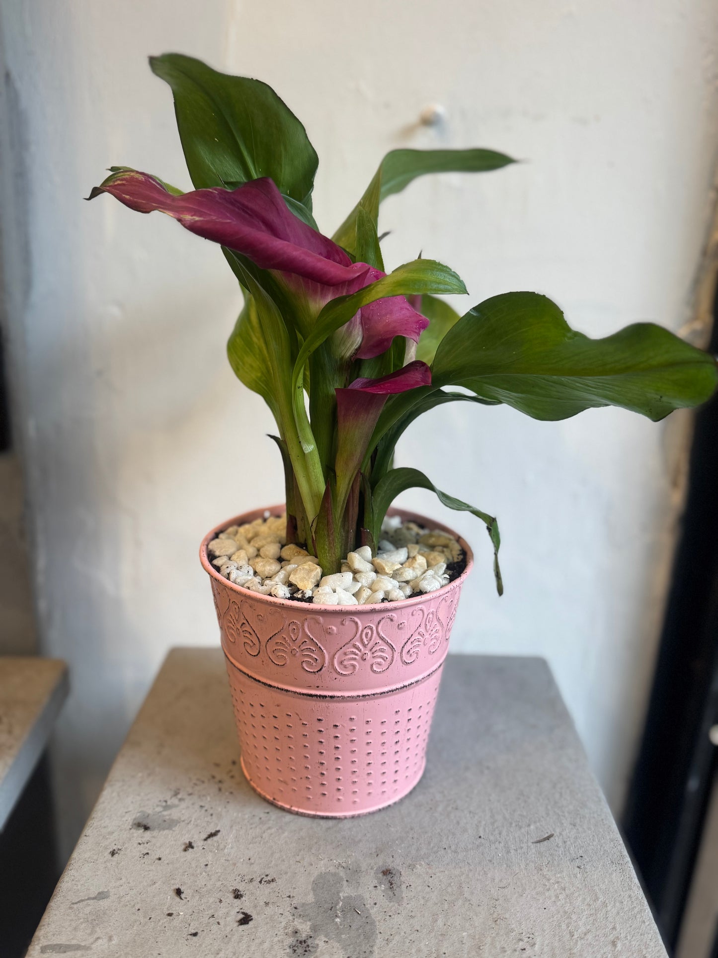 Zantedeschia Calla Lily planted in a rustic tin pot - Pink - Indoor 35cms tall