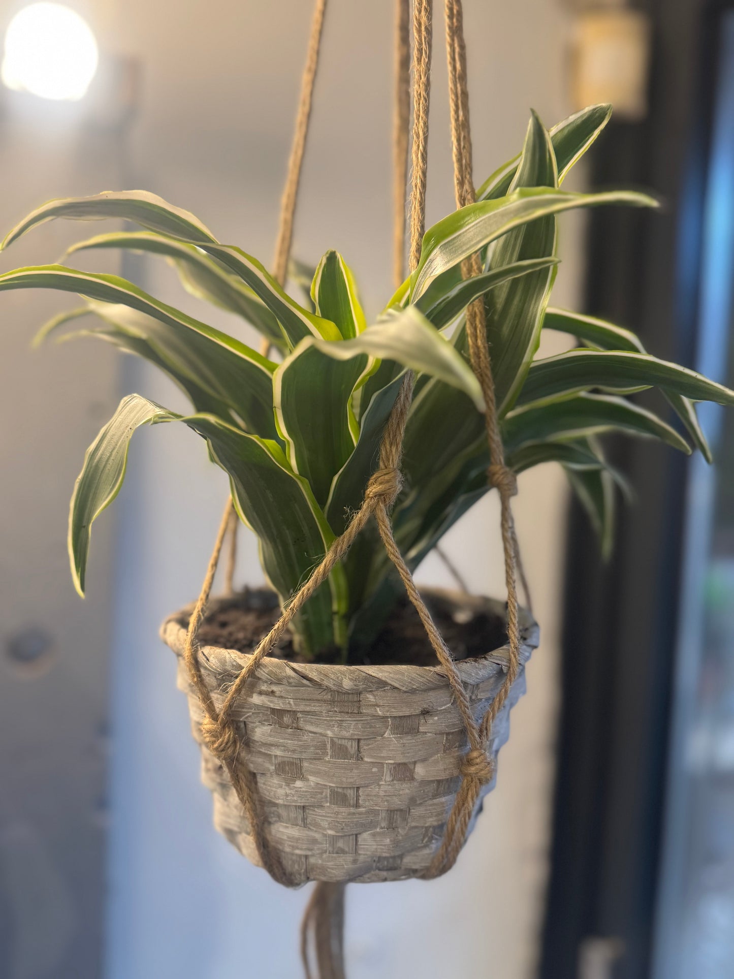 Dracaena Fragrans in a Macrame hanger