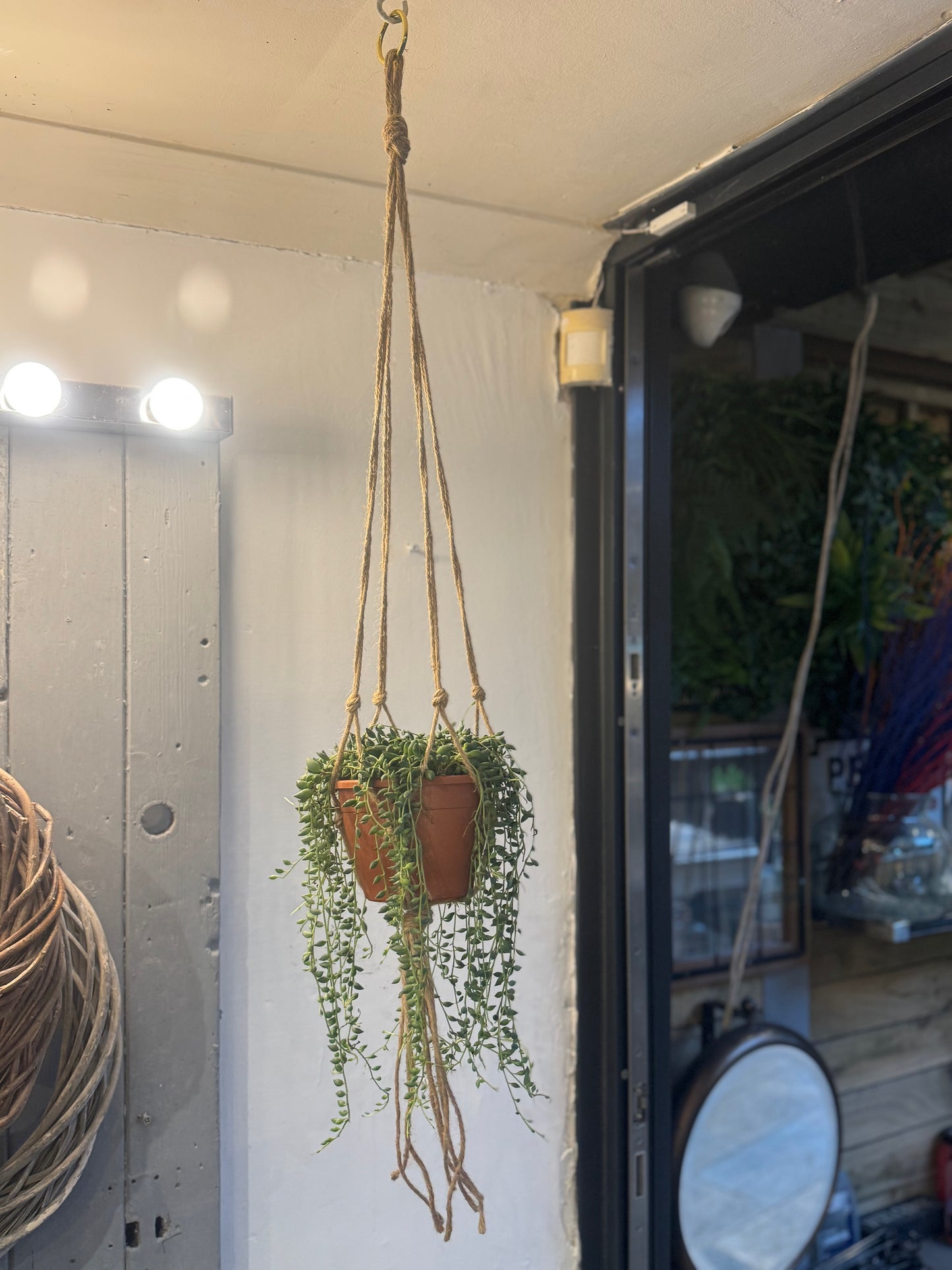 Senecio String of Pearls Plant in Macrame Hanger