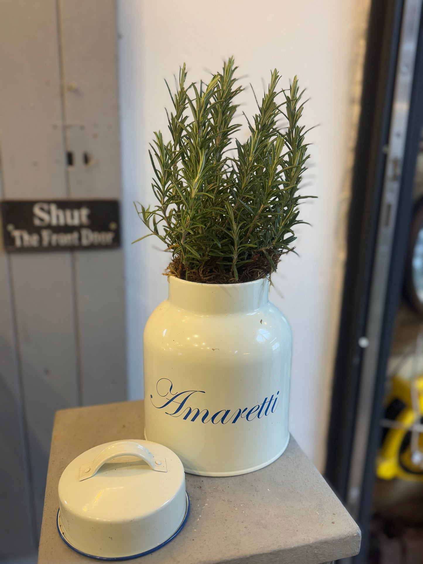 Rosemary planted Amaretti Tin - 50cm tall including the tin