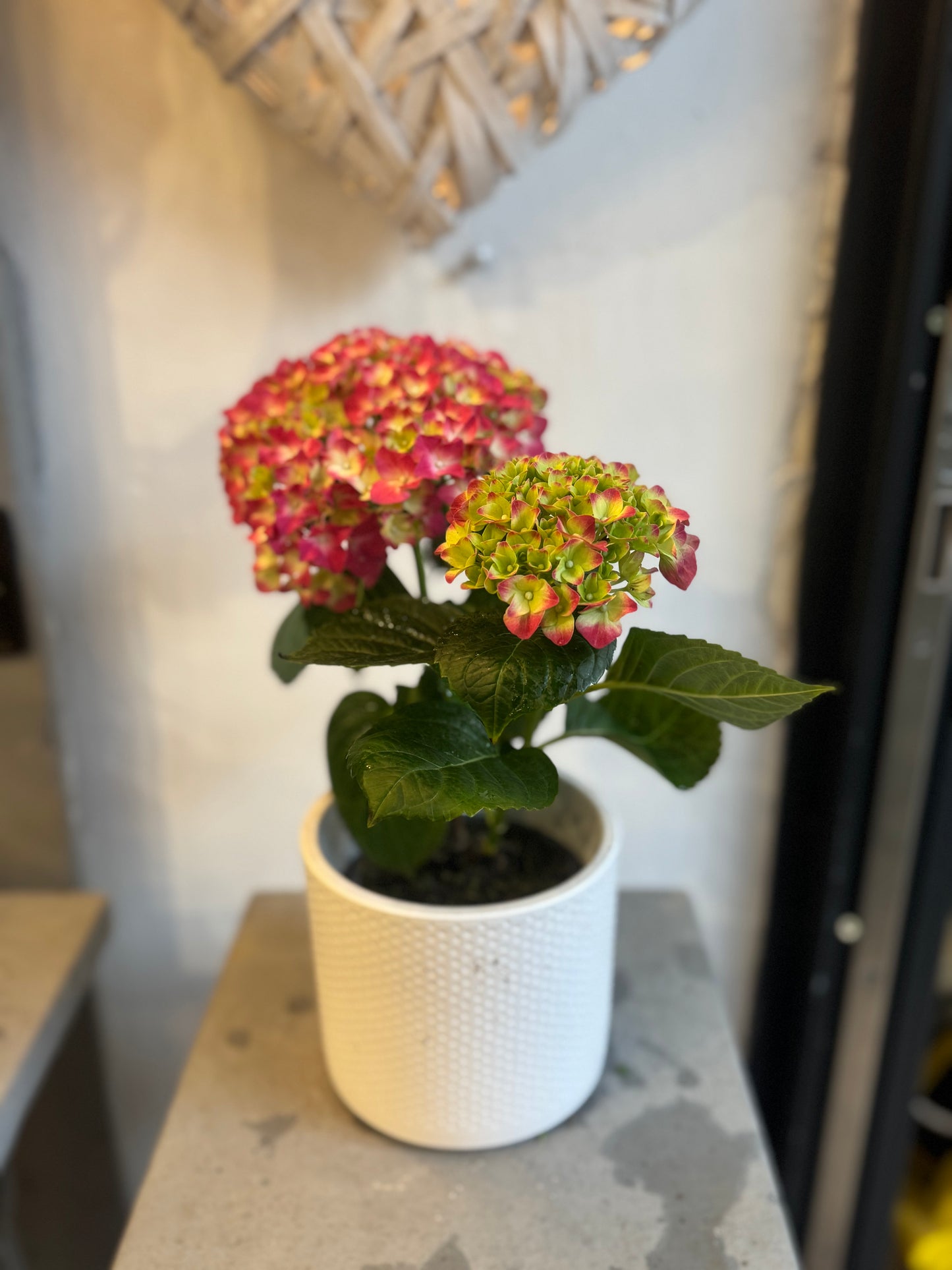 Hydrangea macrophylla 'little pink' - Stunning Clusters of Pink Flowers - 25cm