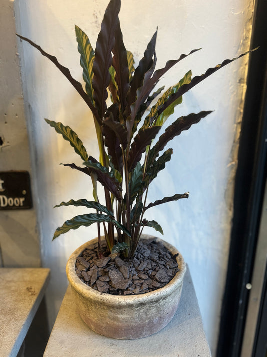 Calathea rufibarba Wavestar - Velvet Calathea Houseplant in a rustic stone pot