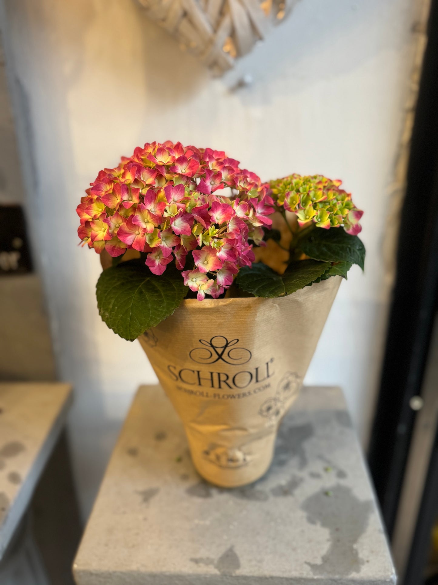 Hydrangea macrophylla 'little pink' - Stunning Clusters of Pink Flowers - 25cm