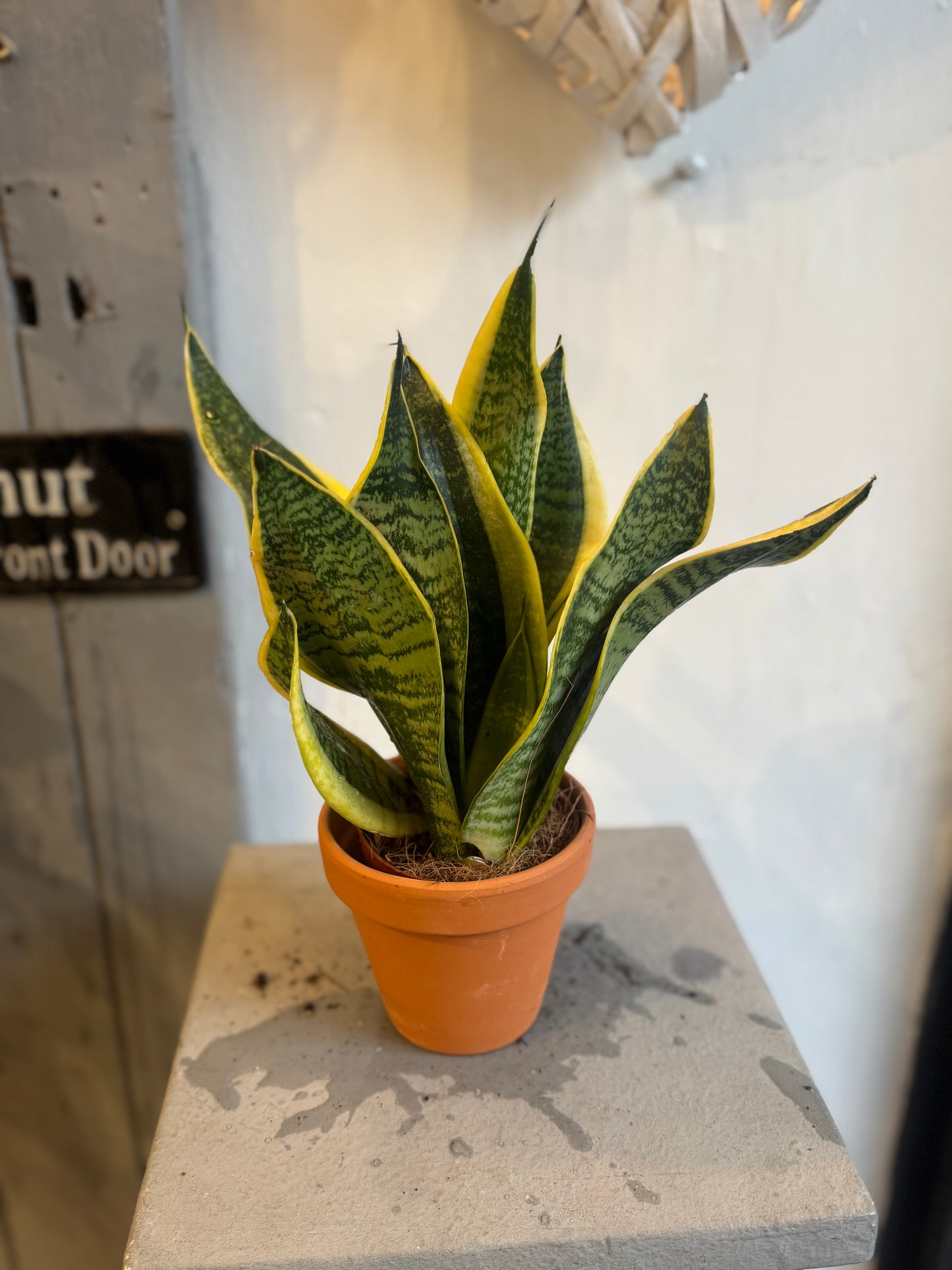 Sansevieria Golden - Snake Plant | Potted Indoor Plant - 25-28cms tall