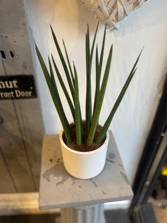 Sansevieria cylindrica Straight - Snake plant 40cms tall