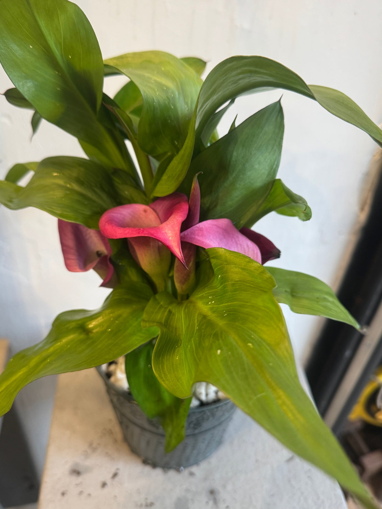 Zantedeschia Calla Lily planted in a rustic tin pot - Pink - Indoor 35cms tall